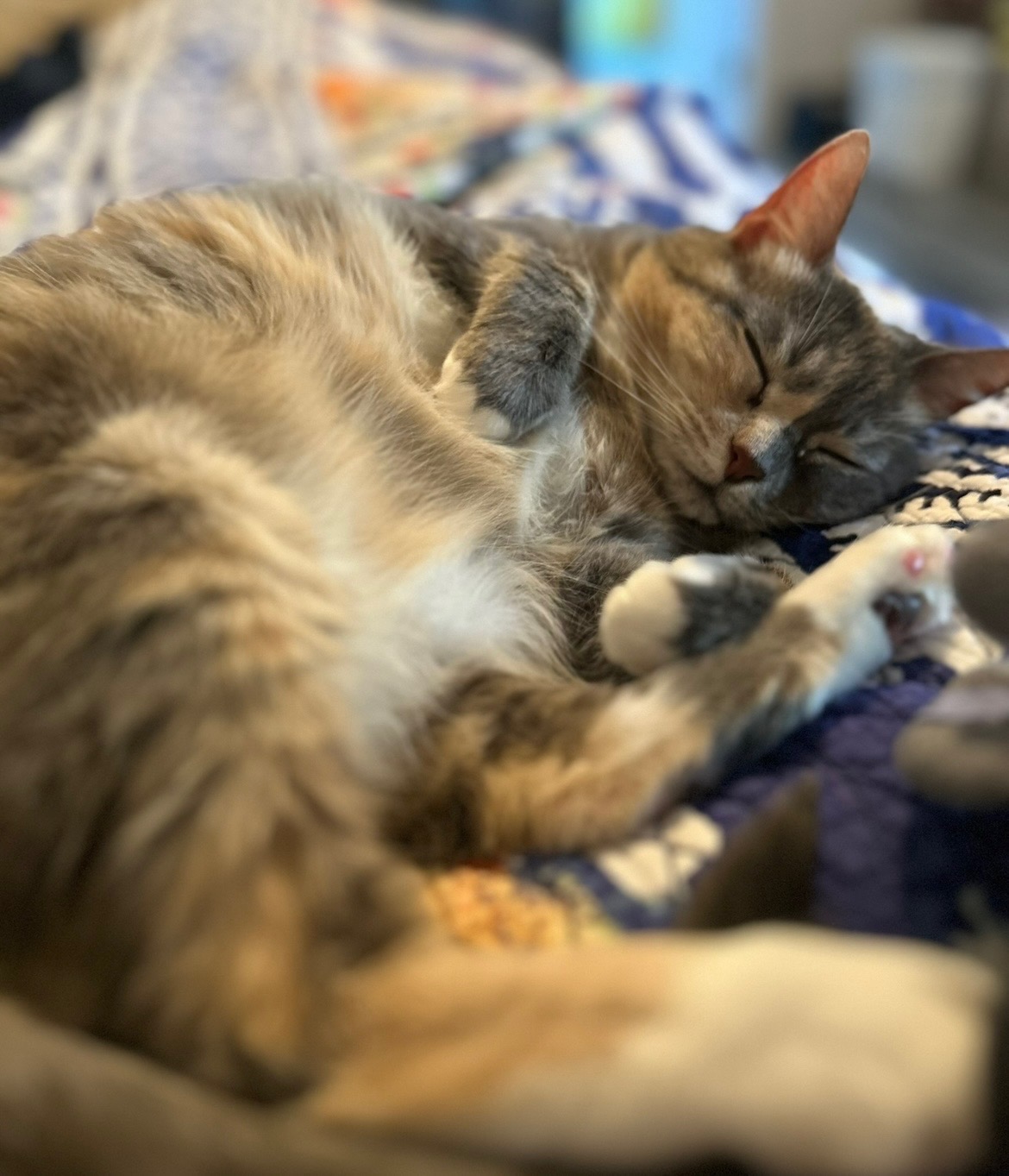 Help Peaches get Life Saving Surgery campaign photo, 2 of 7