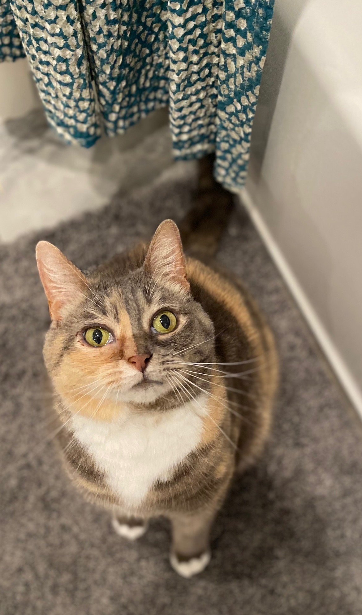 Help Peaches get Life Saving Surgery campaign photo, 5 of 7