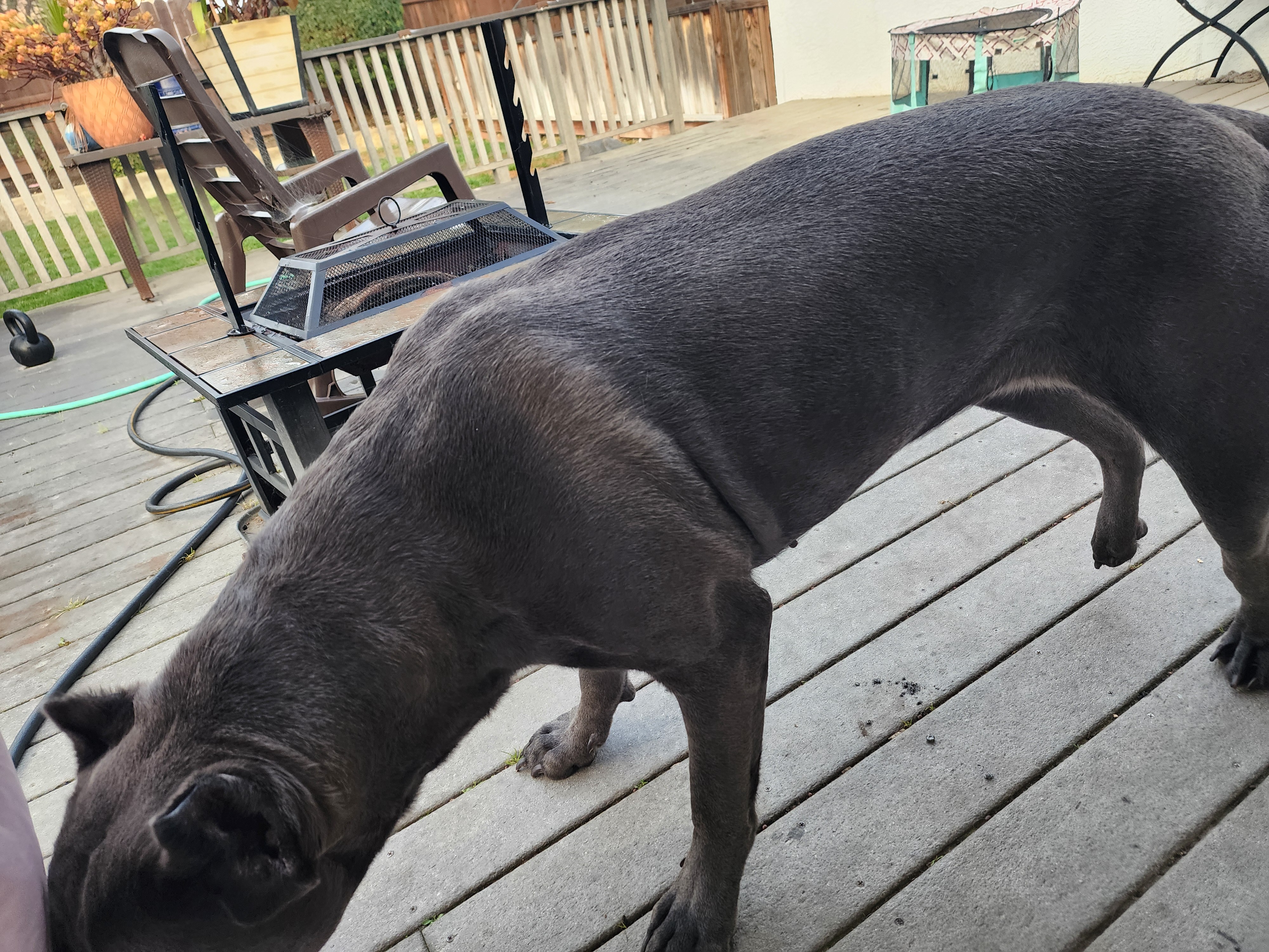 Help Stella Get Her T.P.L.O. surgery campaign photo, 5 of 8