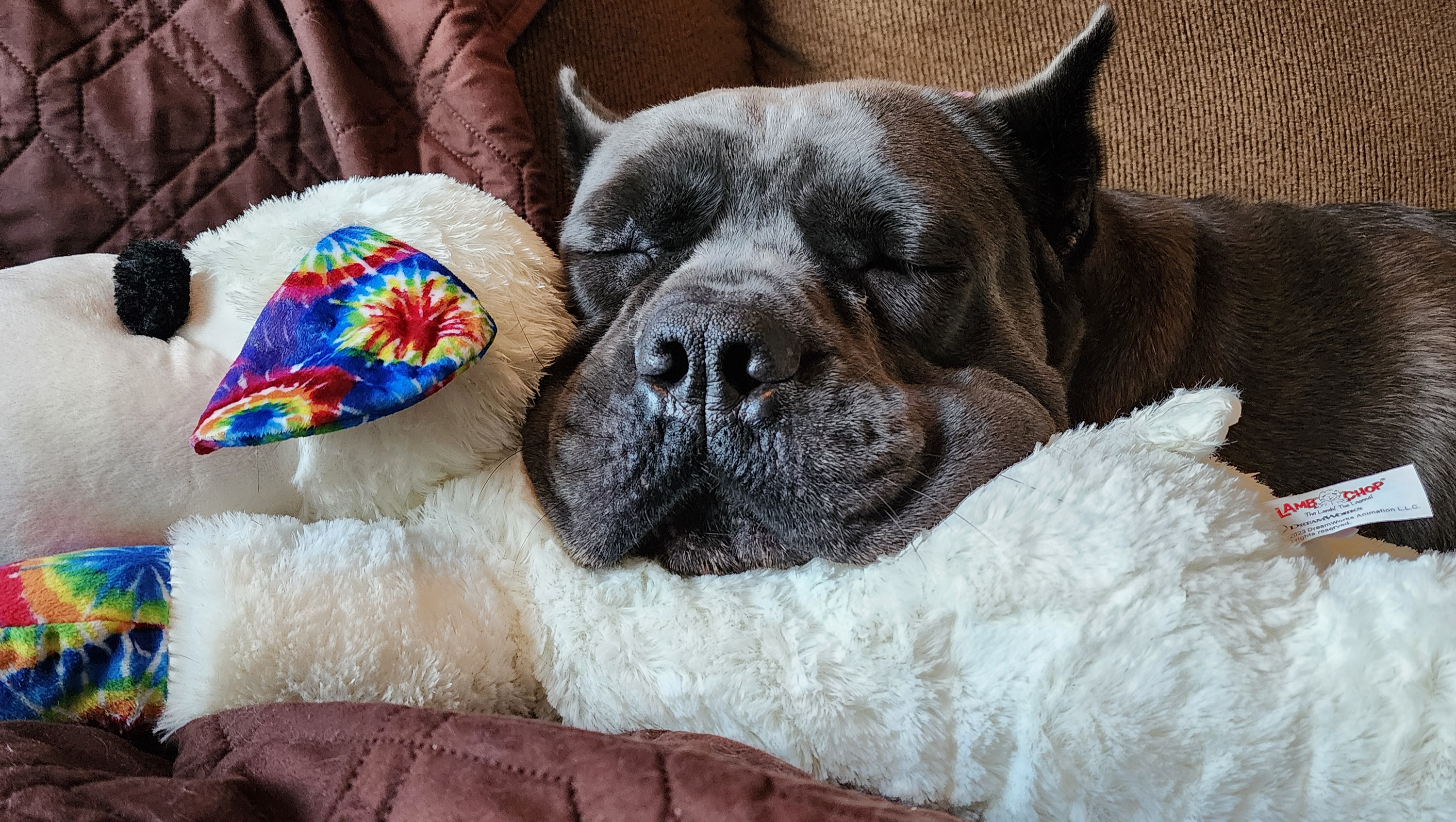 Help Stella Get Her T.P.L.O. surgery photo