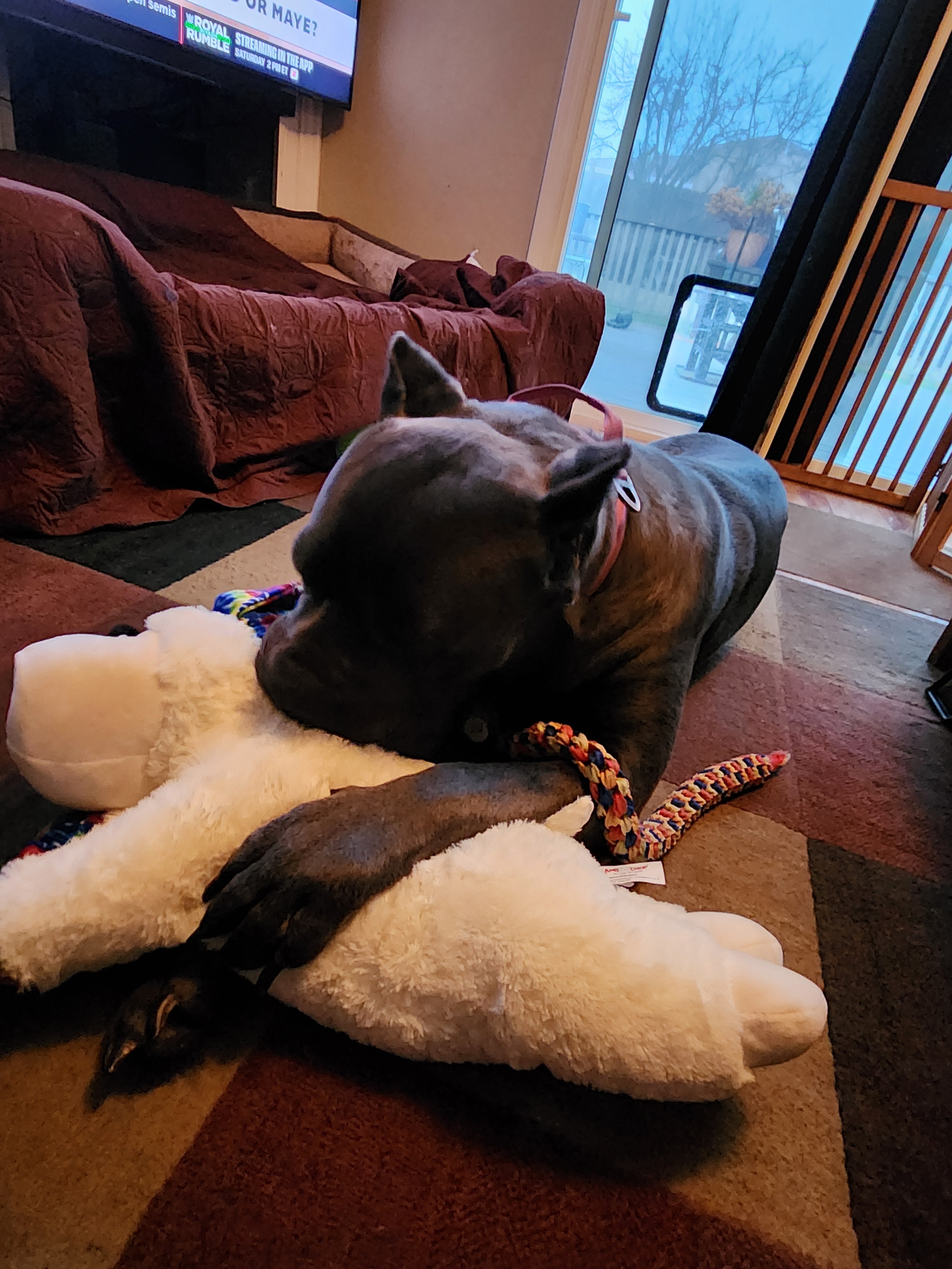 Help Stella Get Her T.P.L.O. surgery campaign photo, 6 of 8