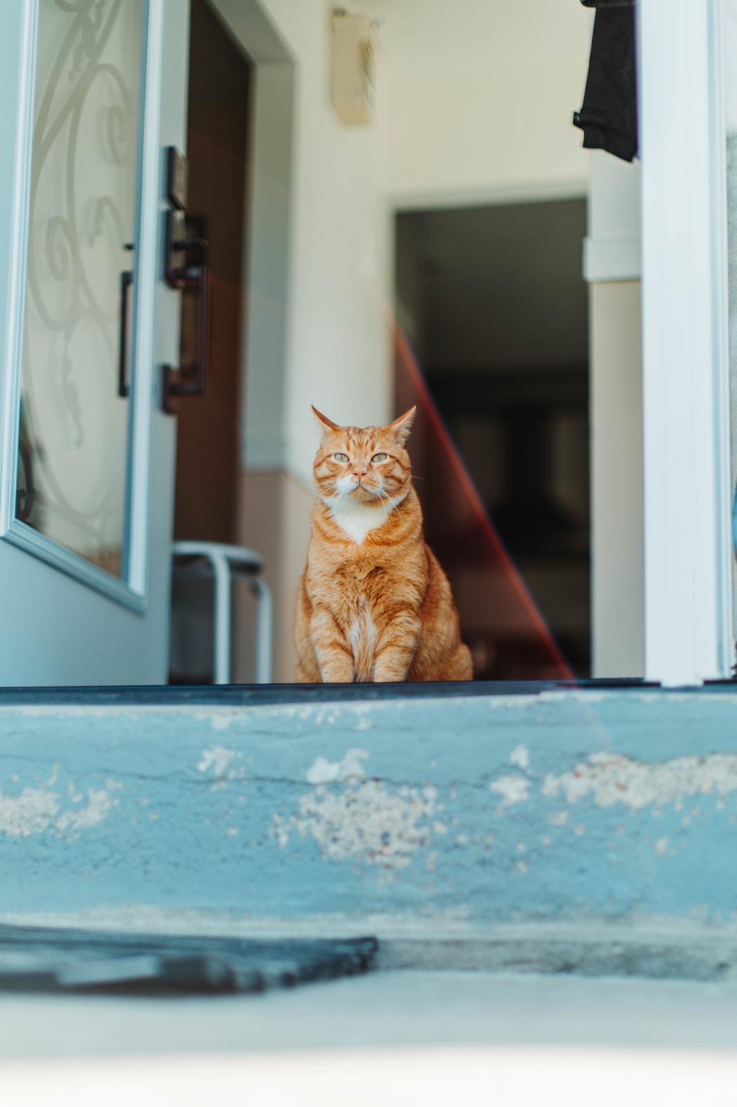 Help Save Flash’s Life campaign photo, 2 of 8