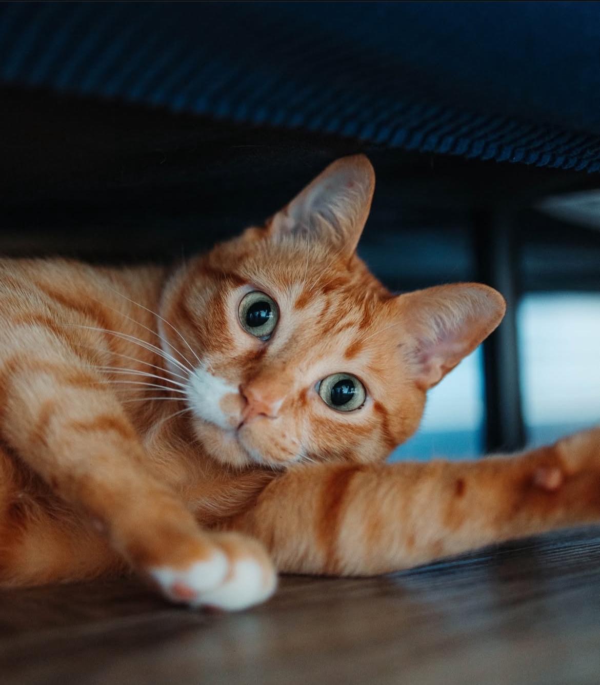 Help Save Flash’s Life campaign photo, 4 of 8
