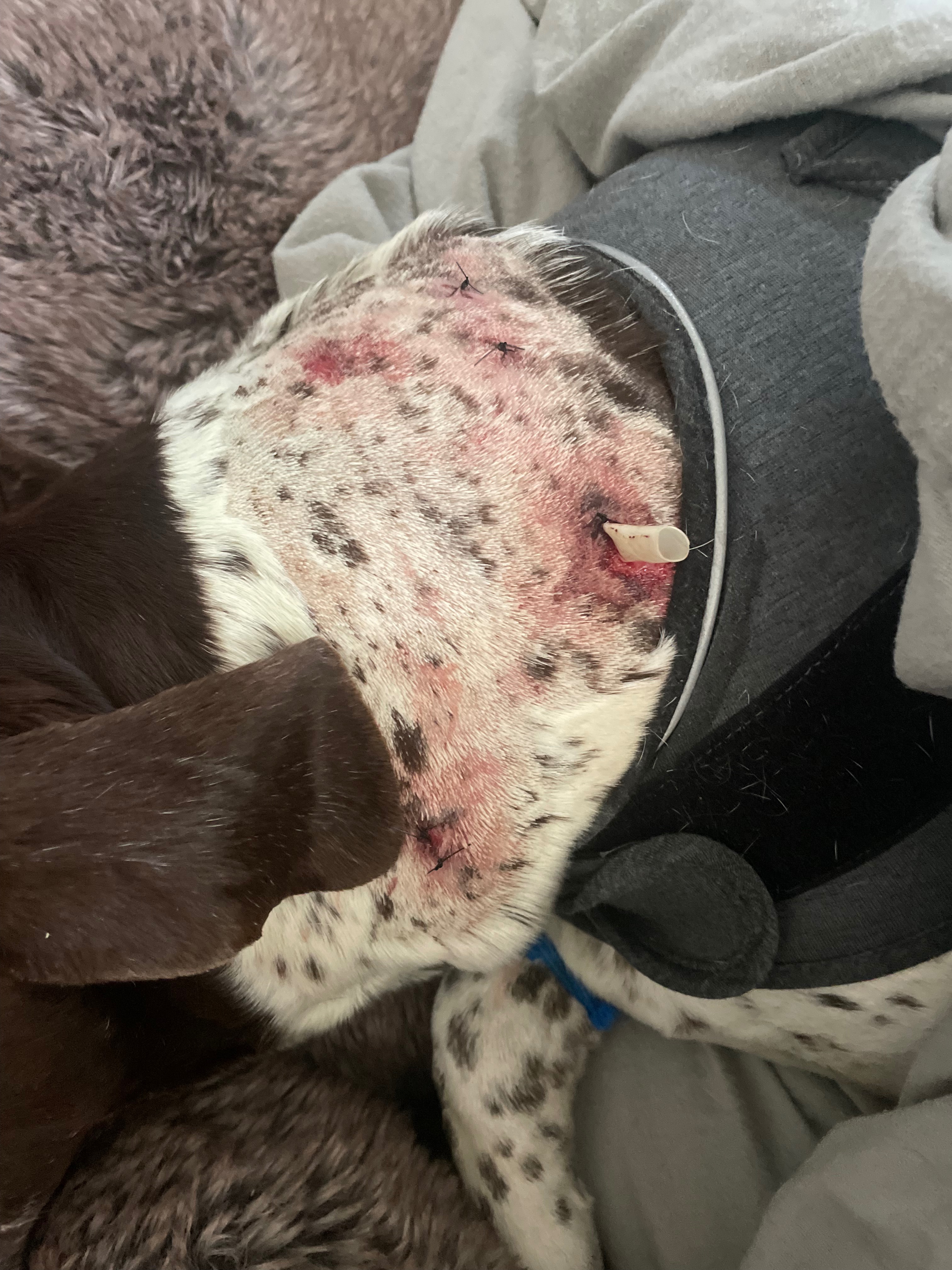 Help Danielle and Yogi Heal After Vicious Dog Attack campaign photo, 7 of 8