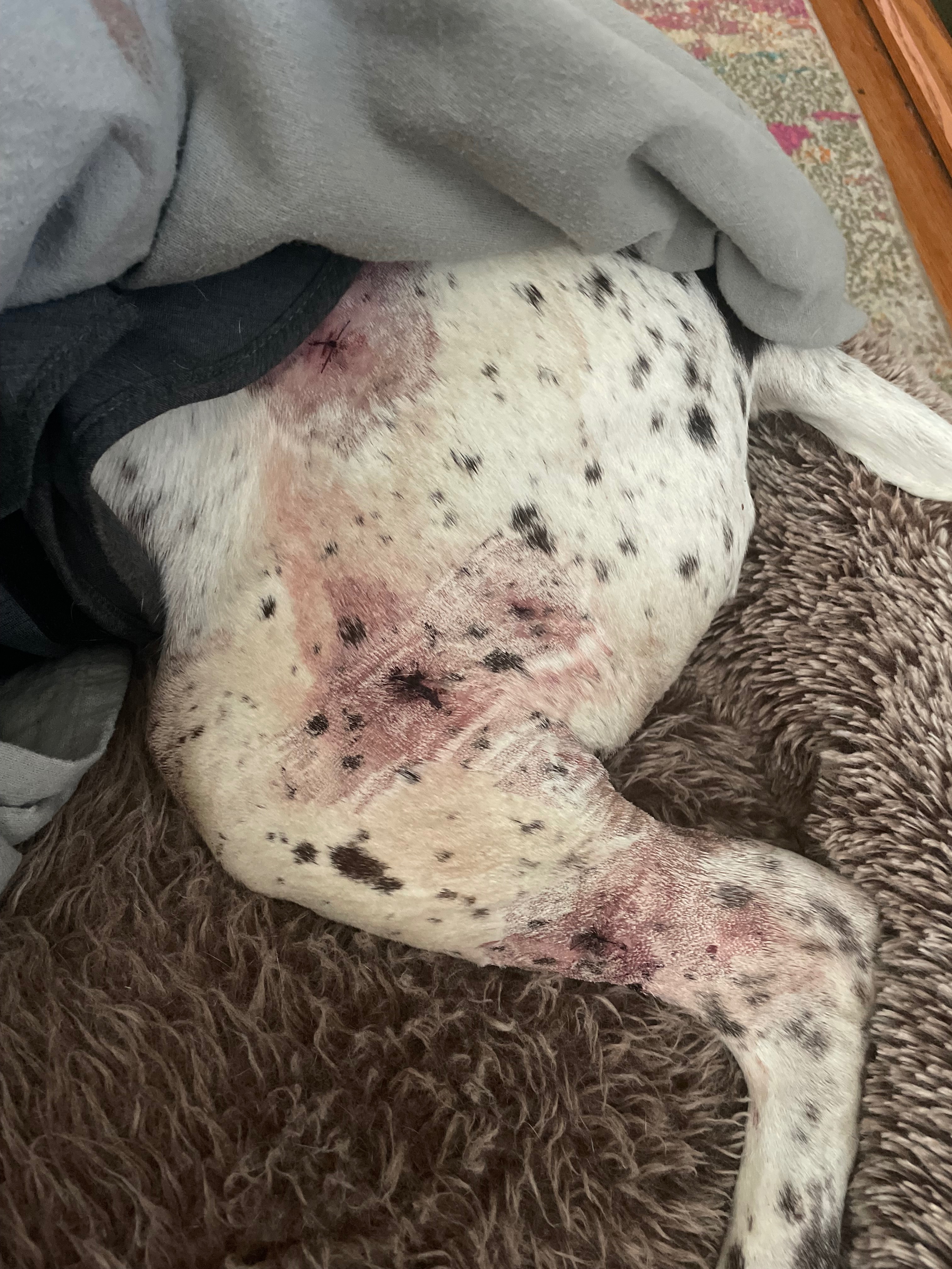Help Danielle and Yogi Heal After Vicious Dog Attack campaign photo, 4 of 8