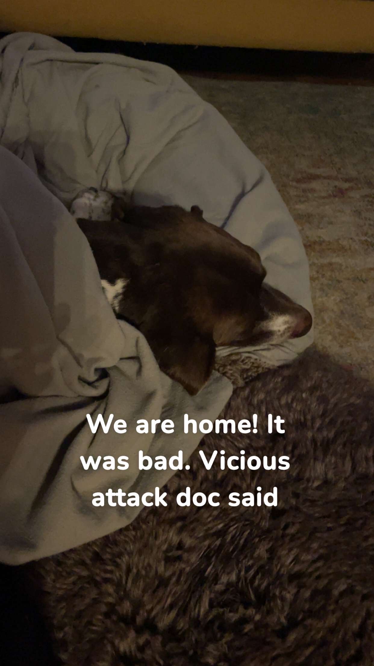 Help Danielle and Yogi Heal After Vicious Dog Attack campaign photo, 6 of 8
