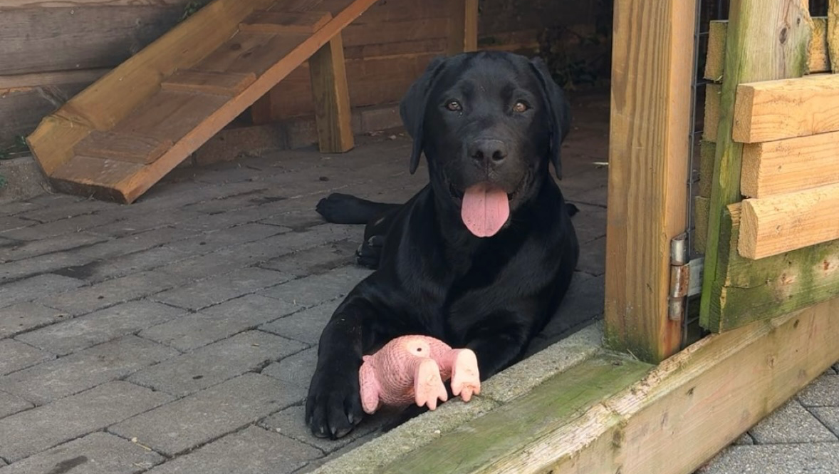 Een nieuwe heupen voor Rambo!