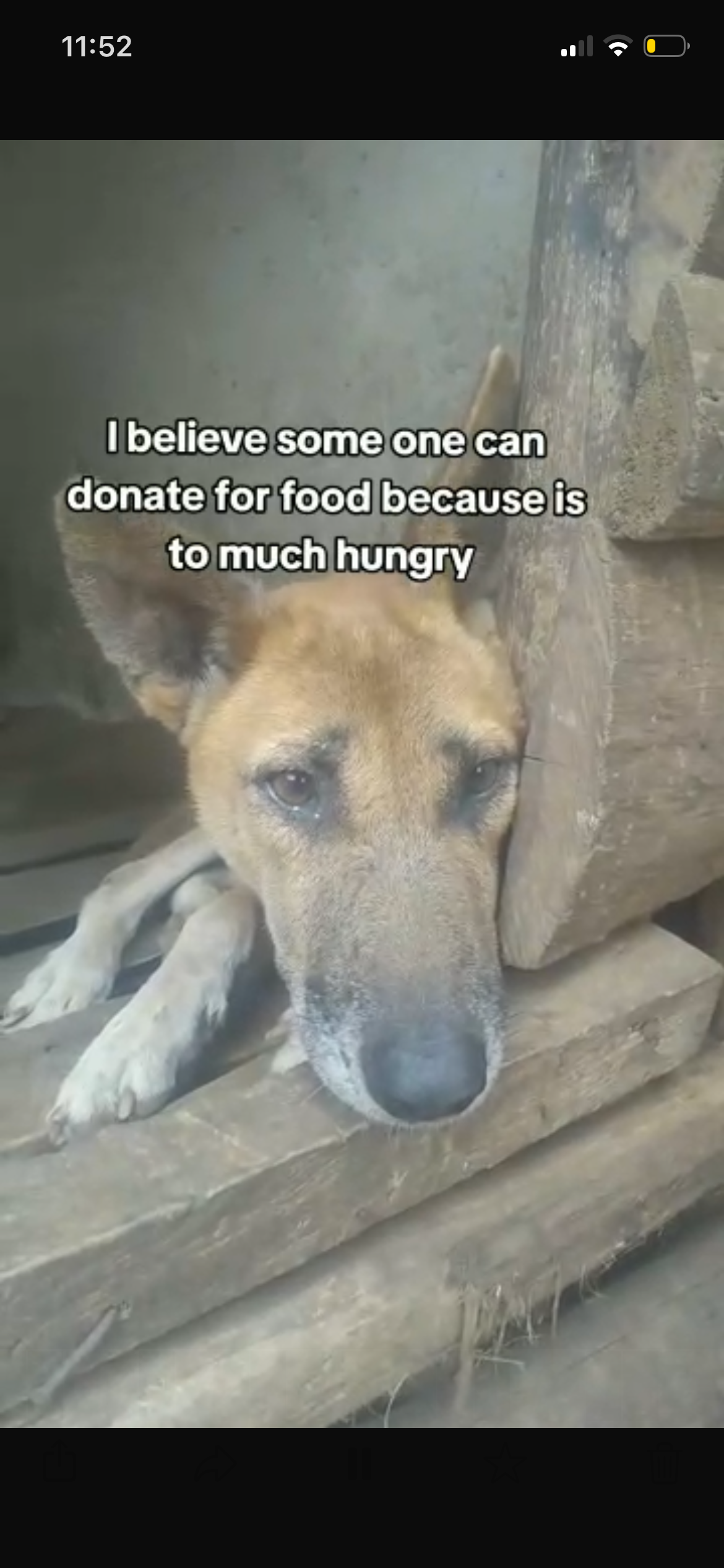 Help Feed Regan's Rescued Dogs and Cats campaign photo, 2 of 6