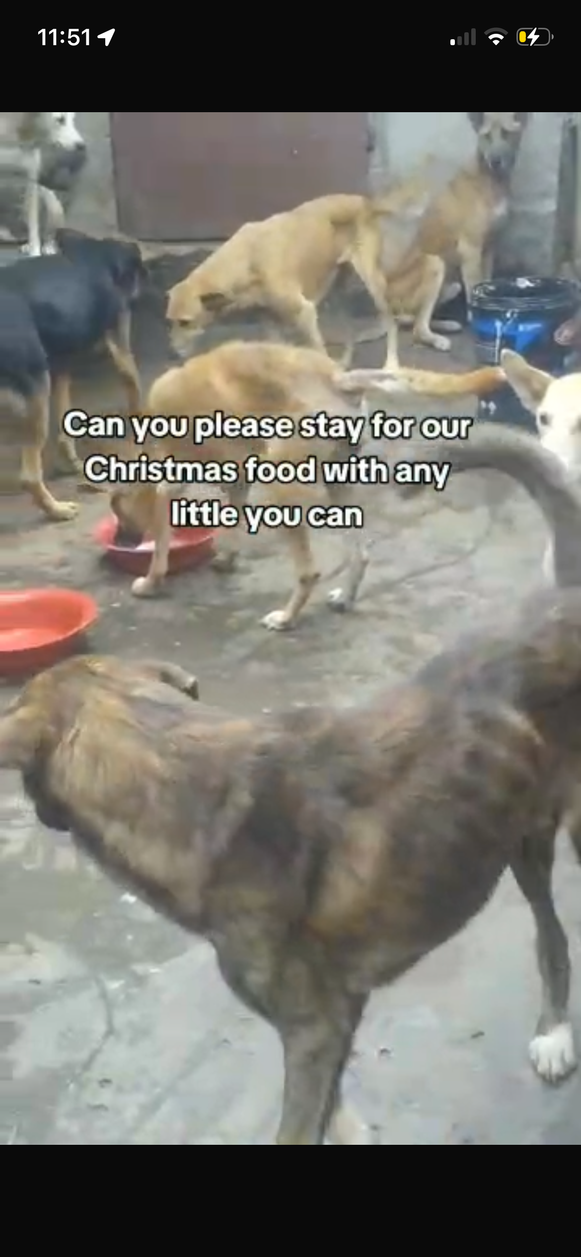Help Feed Regan's Rescued Dogs and Cats campaign photo, 4 of 6