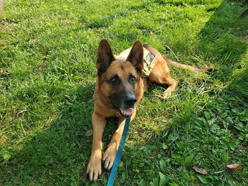 Support Michael in Getting a New Service Dog campaign photo, 2 of 6