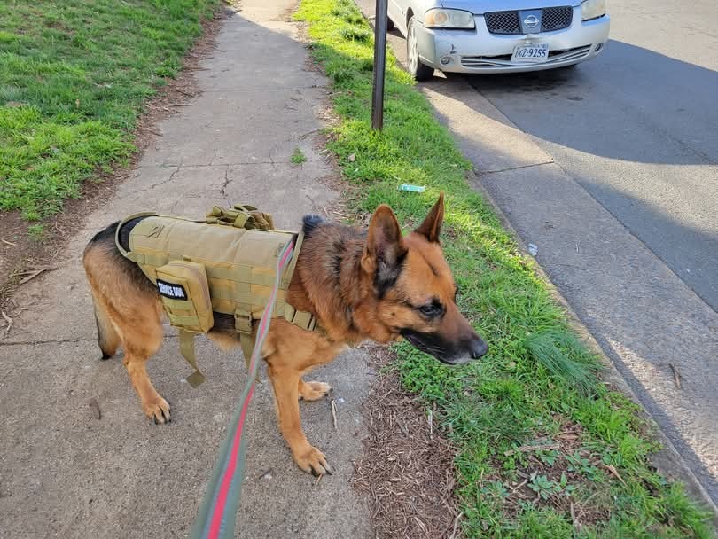 Support Michael in Getting a New Service Dog campaign photo, 4 of 6