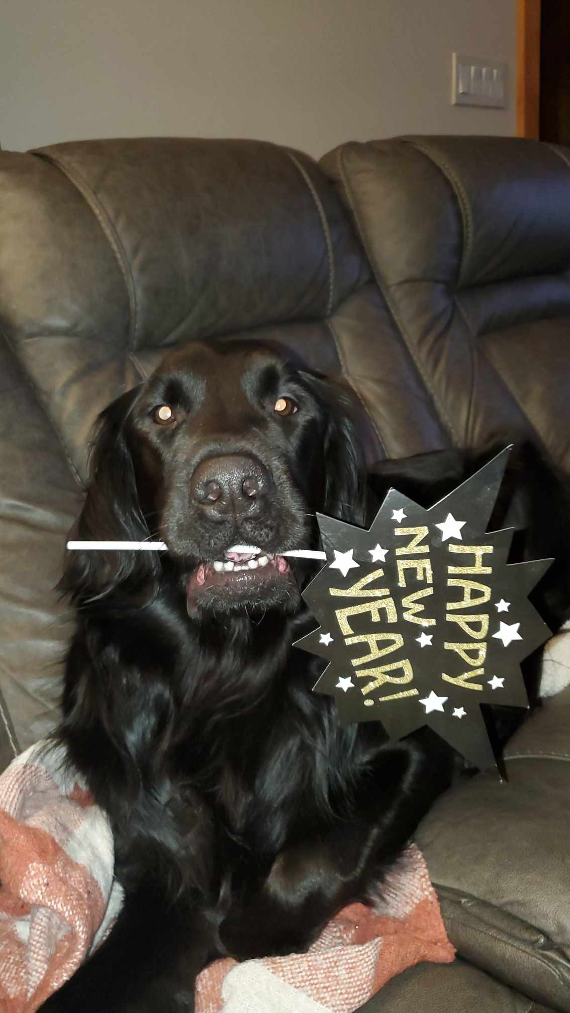 Help Buckley have a rapidly growing tumor emergency removed campaign photo, 5 of 5
