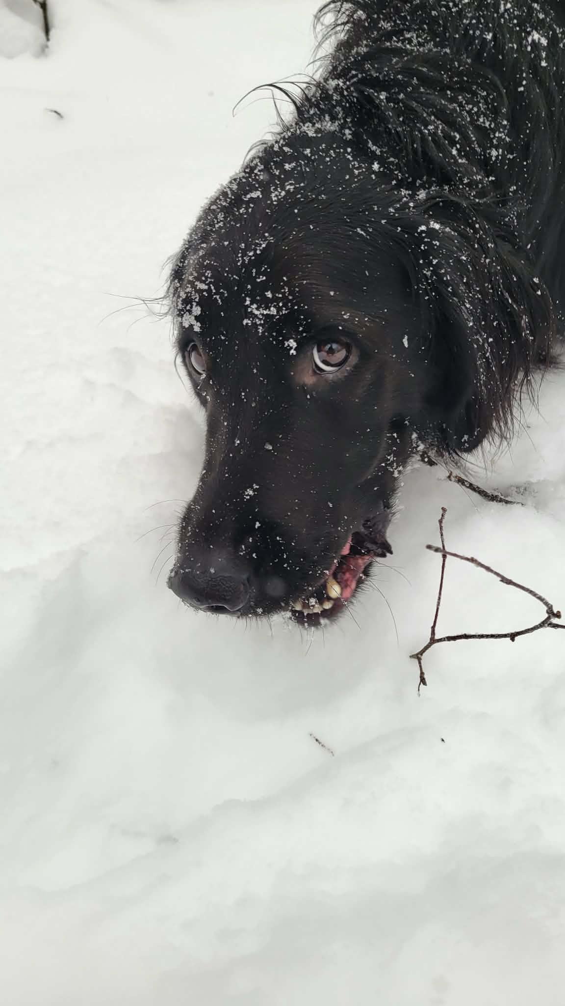 Help Buckley have a rapidly growing tumor emergency removed campaign photo, 2 of 5