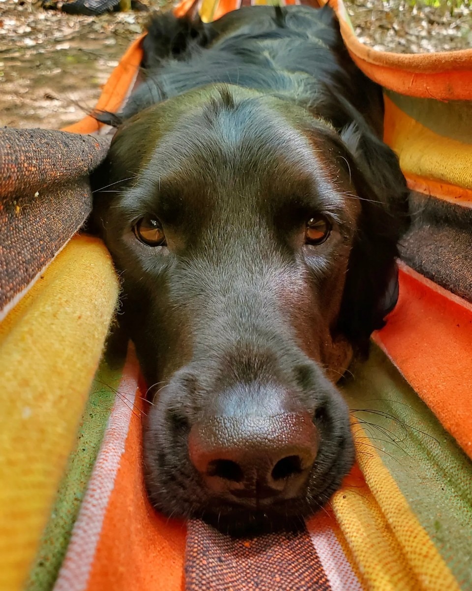 Help Buckley have a rapidly growing tumor emergency removed campaign photo, 4 of 5