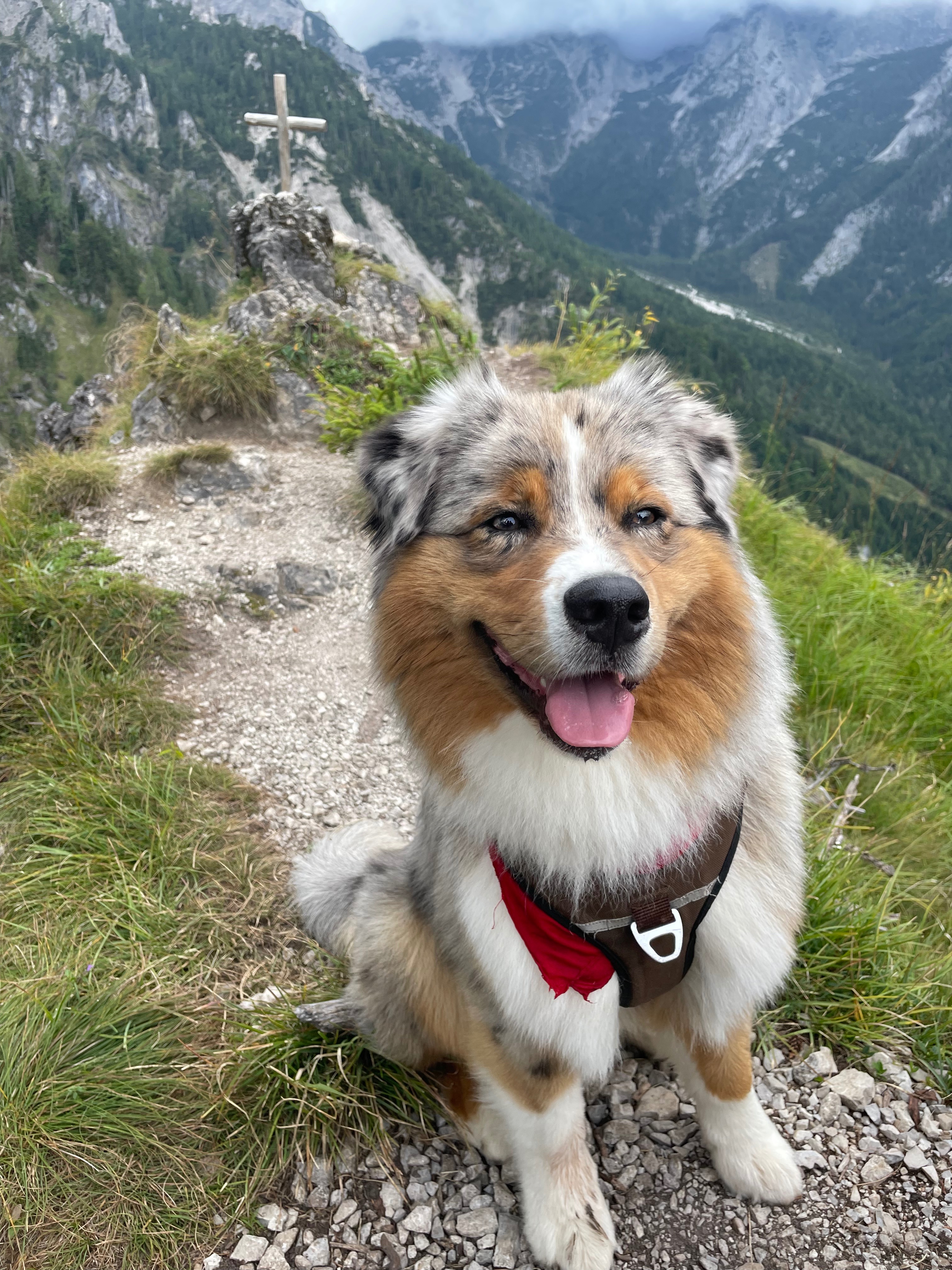 Not-OP an Heiligabend; Hilfe für unseren Hund Charly campaign photo, 6 of 8