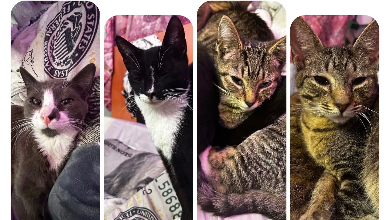 Rebuilding for Our Rescue's Beloved Animals photo