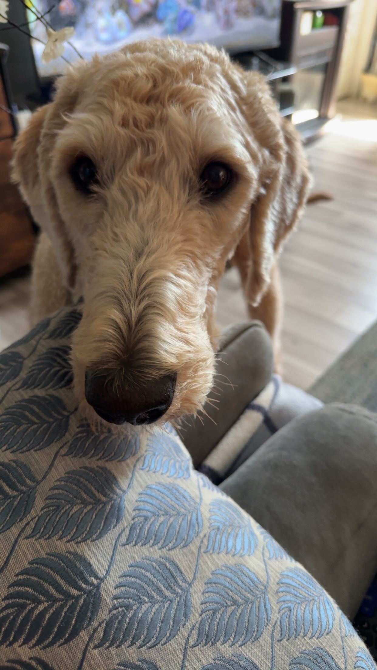 Help pay for Buster’s treatment campaign photo, 4 of 5
