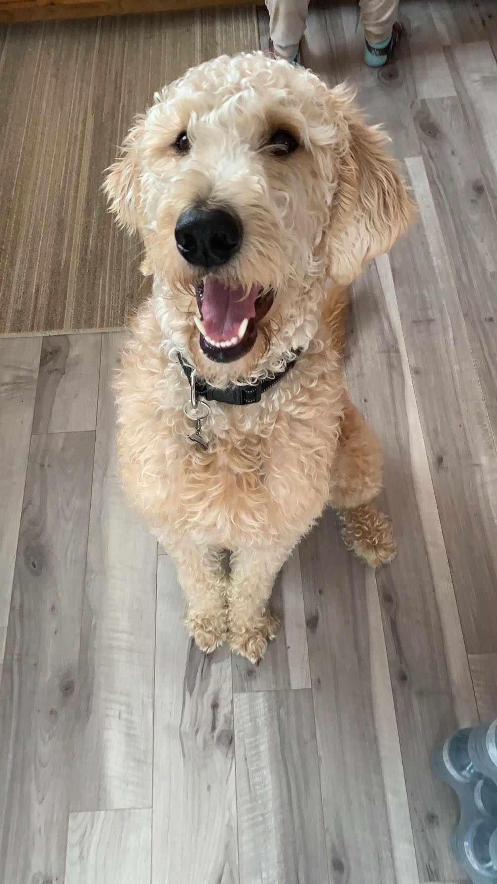 Help pay for Buster’s treatment campaign photo, 2 of 5