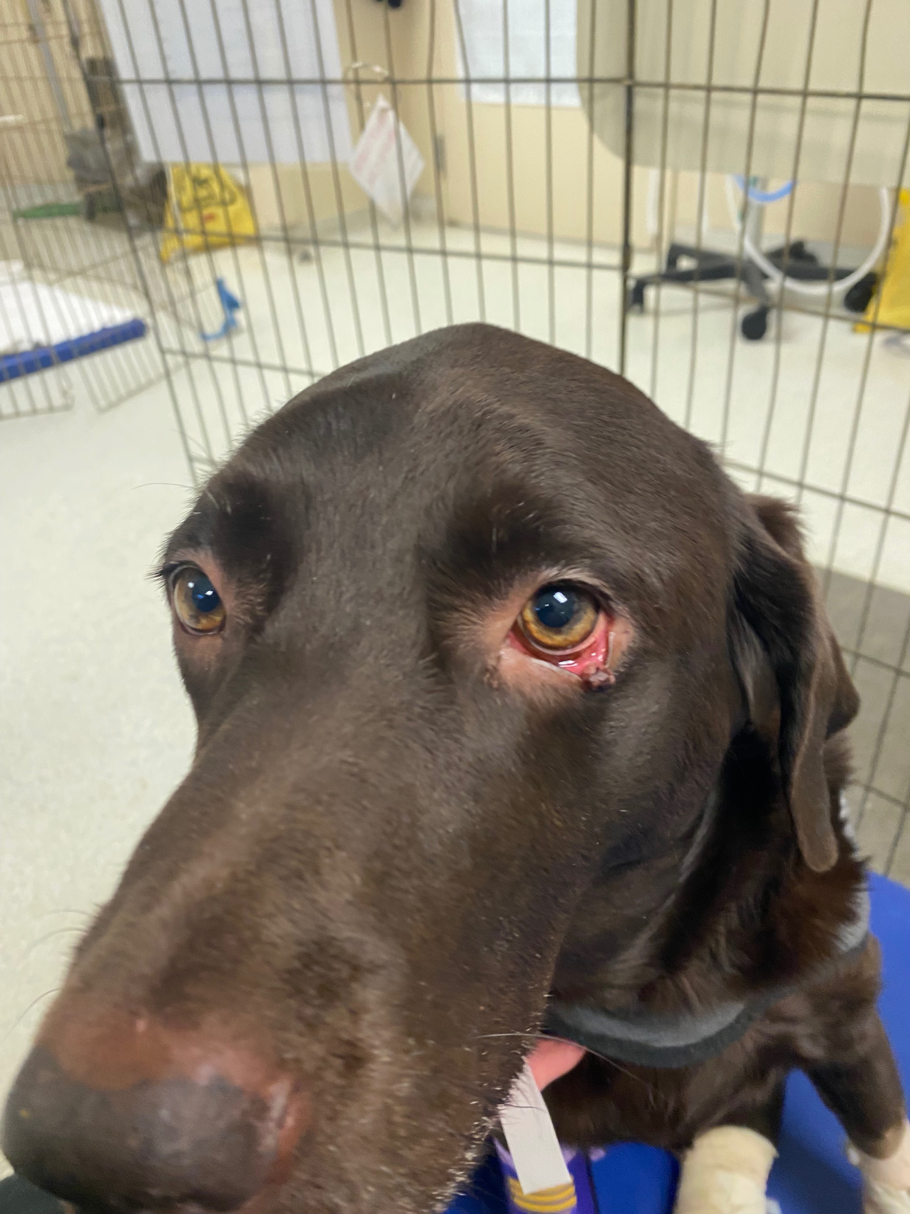Save Baby after tragic poisoning after already losing Stan campaign photo, 7 of 8