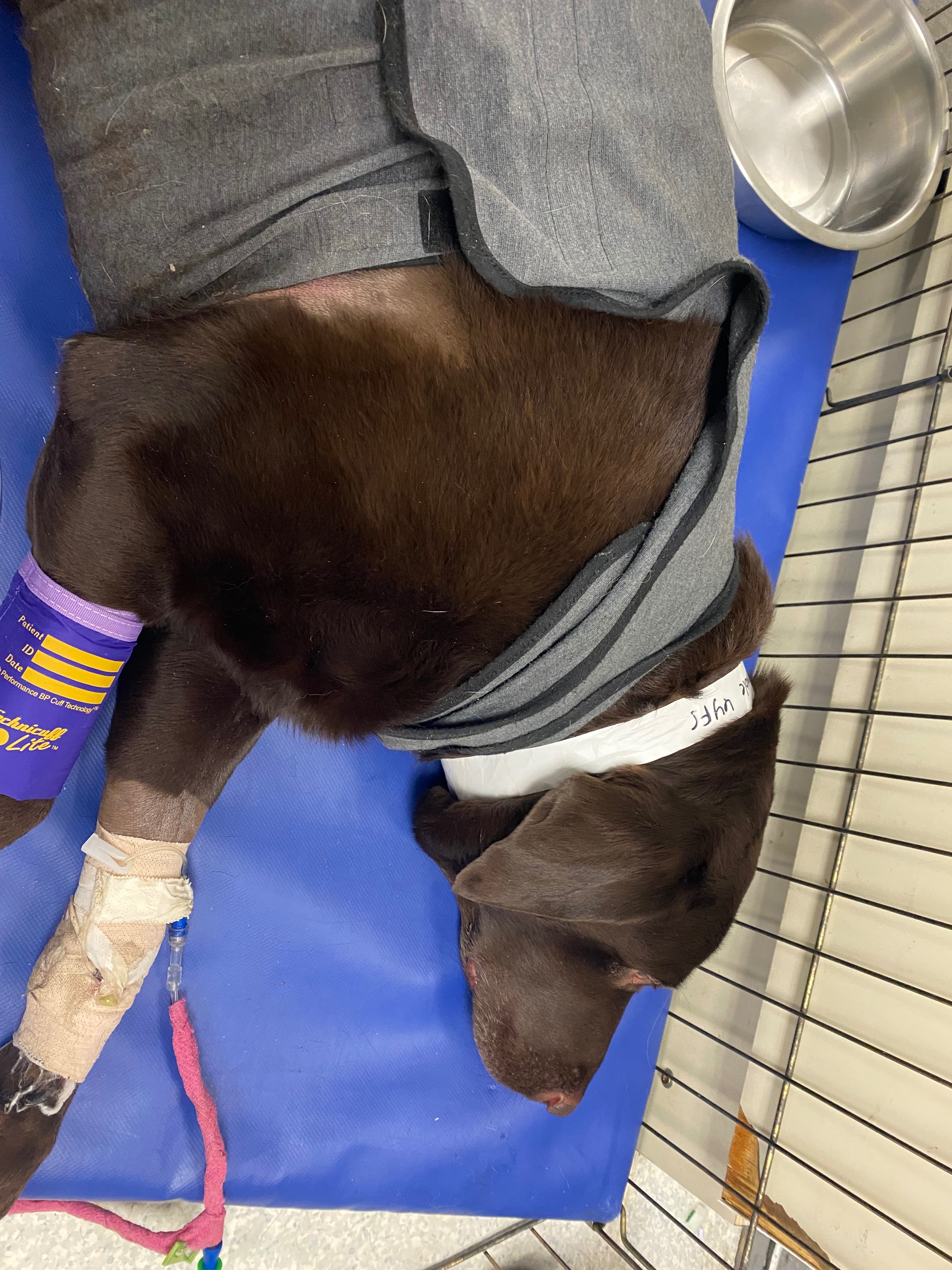Save Baby after tragic poisoning after already losing Stan campaign photo, 2 of 8