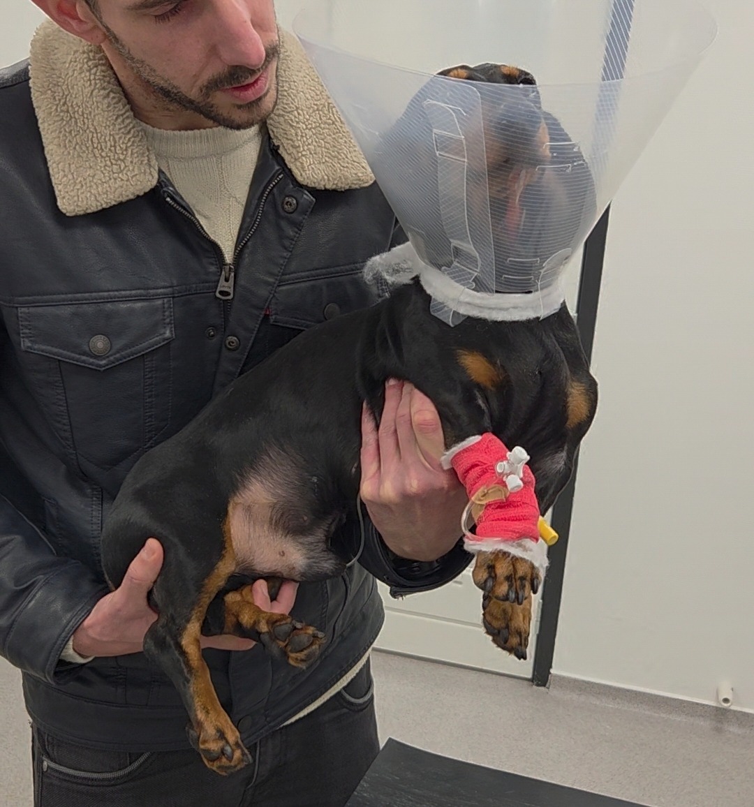 Help onze lieve teckel – spoedoperatie met kerst campaign photo, 5 of 6