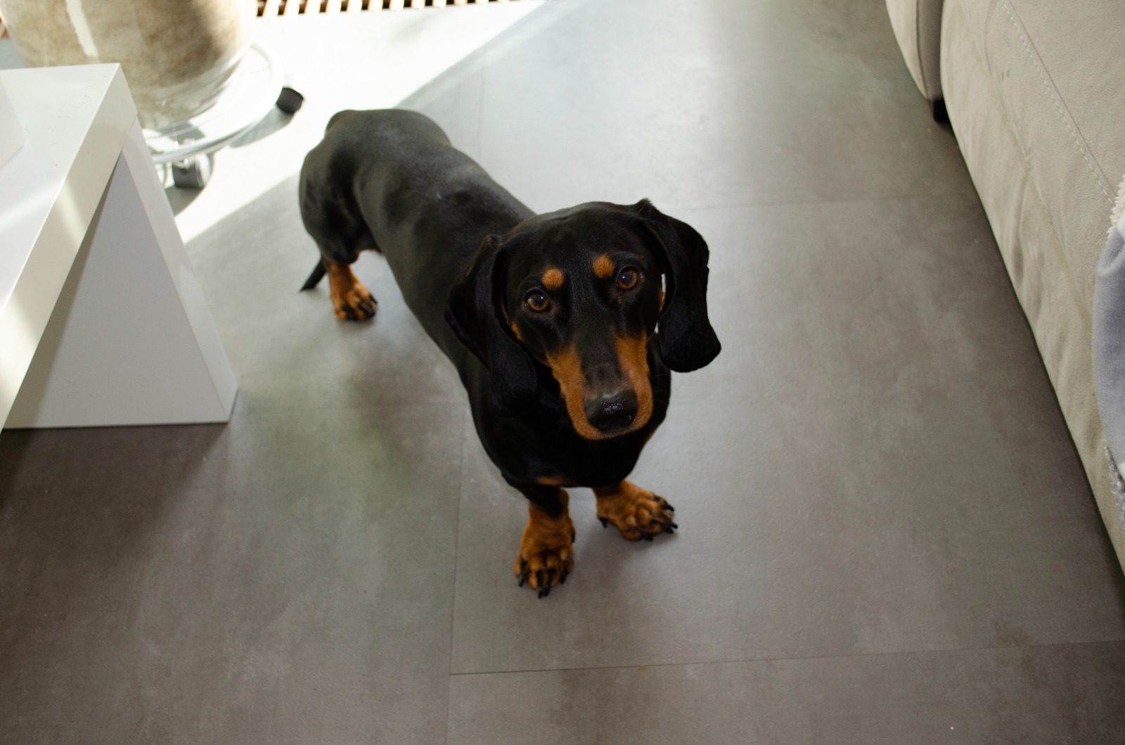 Help onze lieve teckel – spoedoperatie met kerst campaign photo, 2 of 6