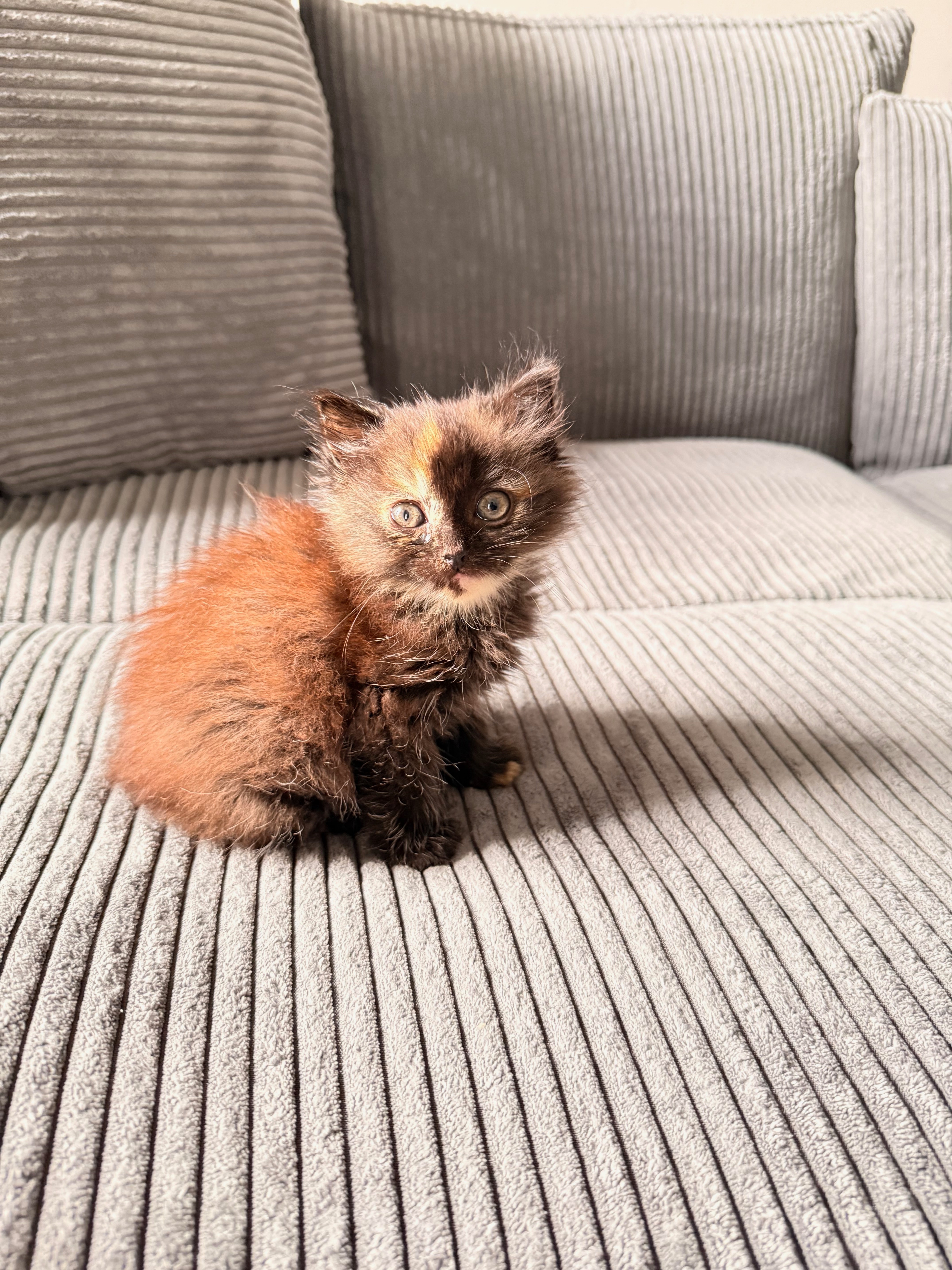 Toast’s Medical Bills and Recovery campaign photo, 5 of 8