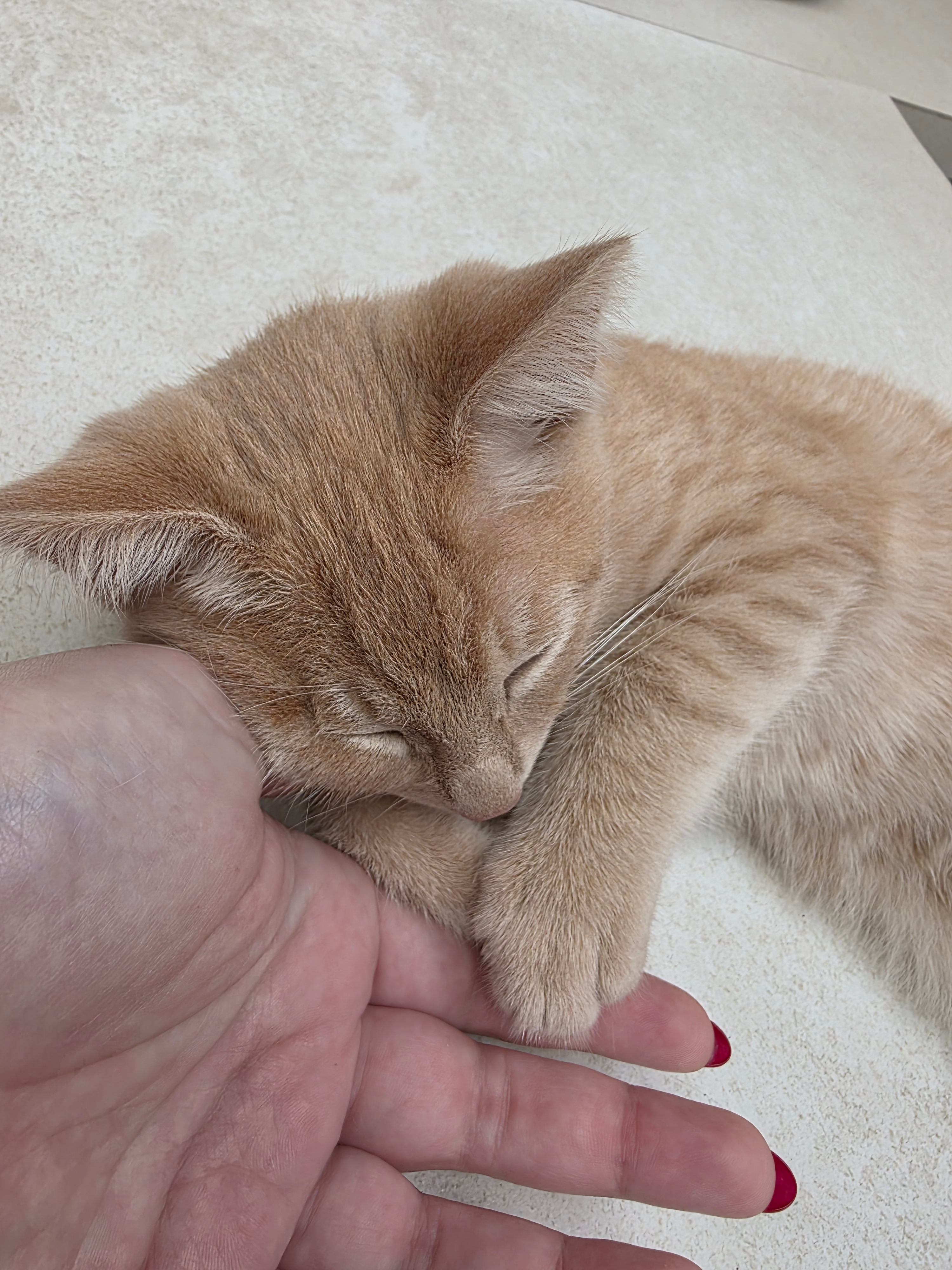 Help Jack the Kitten Heal and Play Again campaign photo, 6 of 7
