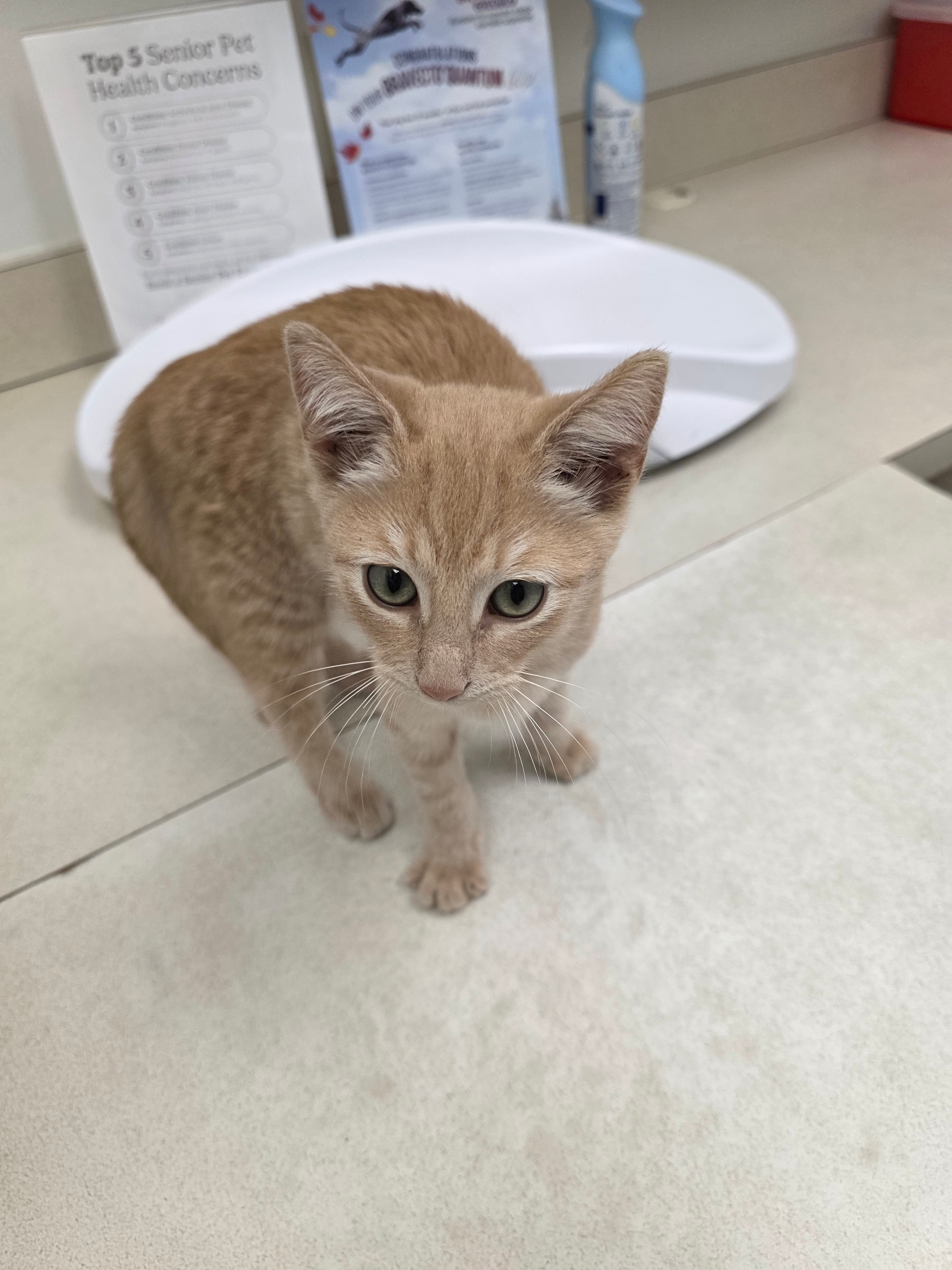 Help Jack the Kitten Heal and Play Again campaign photo, 2 of 7