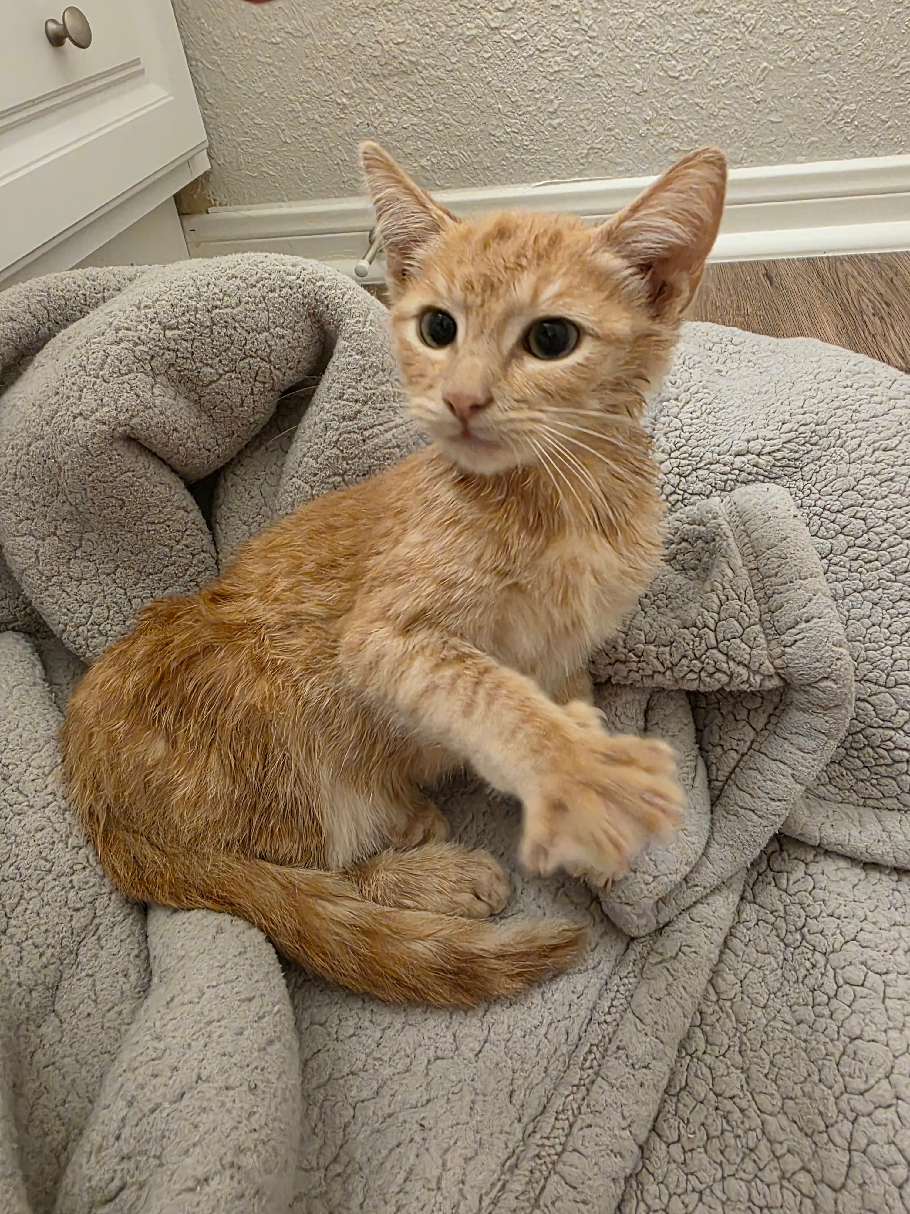 Help Jack the Kitten Heal and Play Again campaign photo, 4 of 7