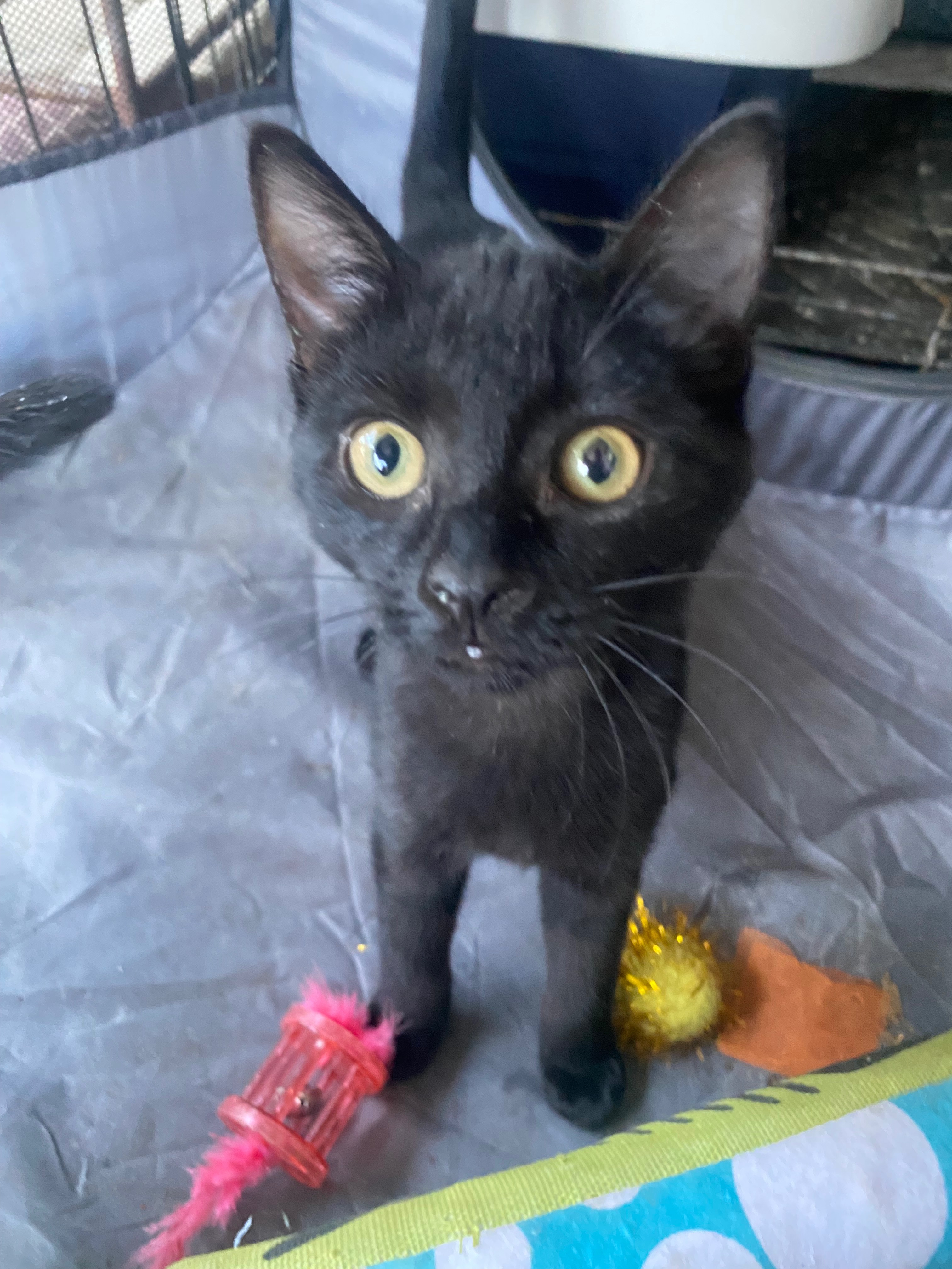 Raising Funds to Spay 4 Female Kittens campaign photo, 2 of 7