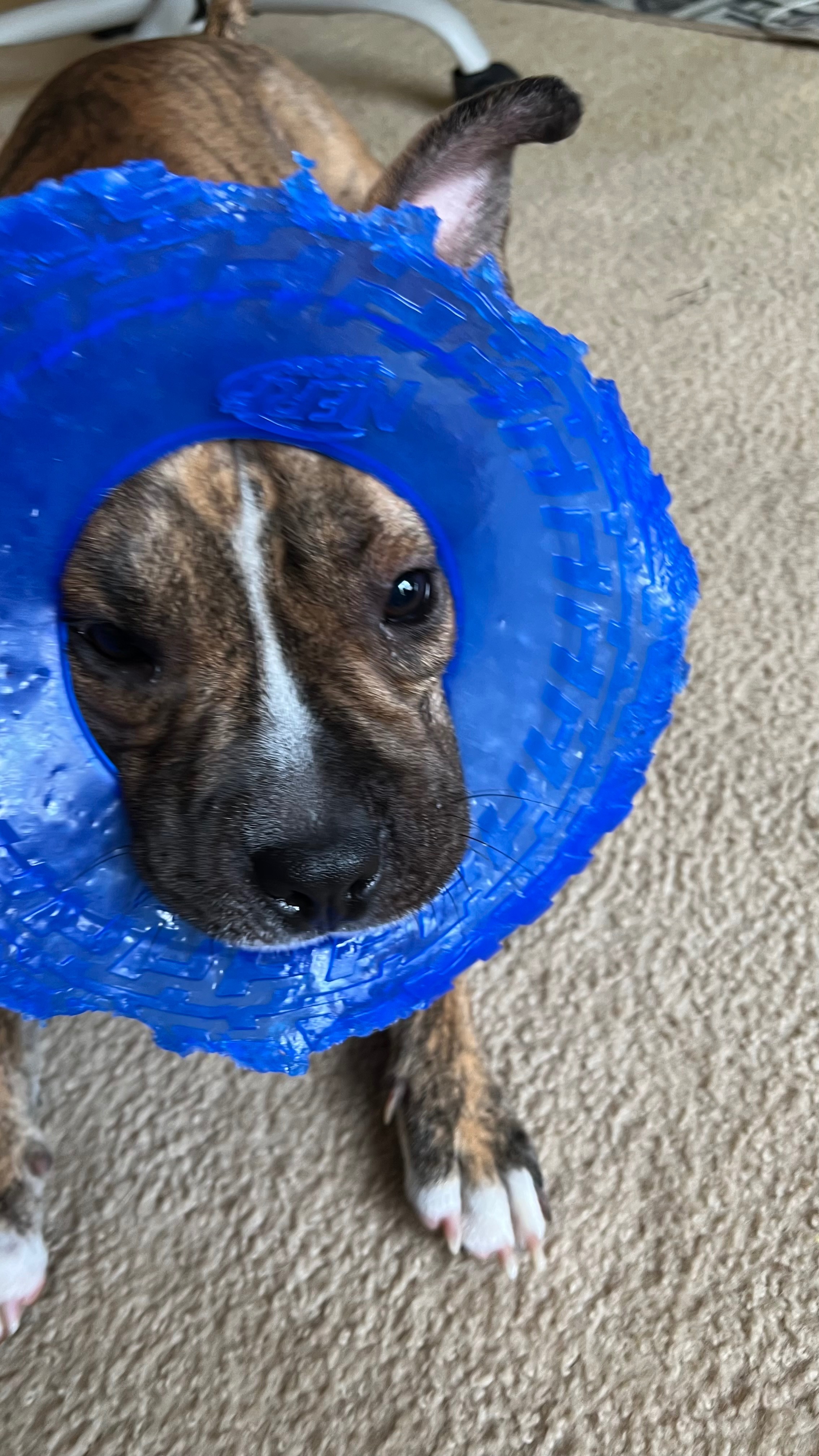 Help Yeezy walk pain free again-MPL Surgery campaign photo, 7 of 8