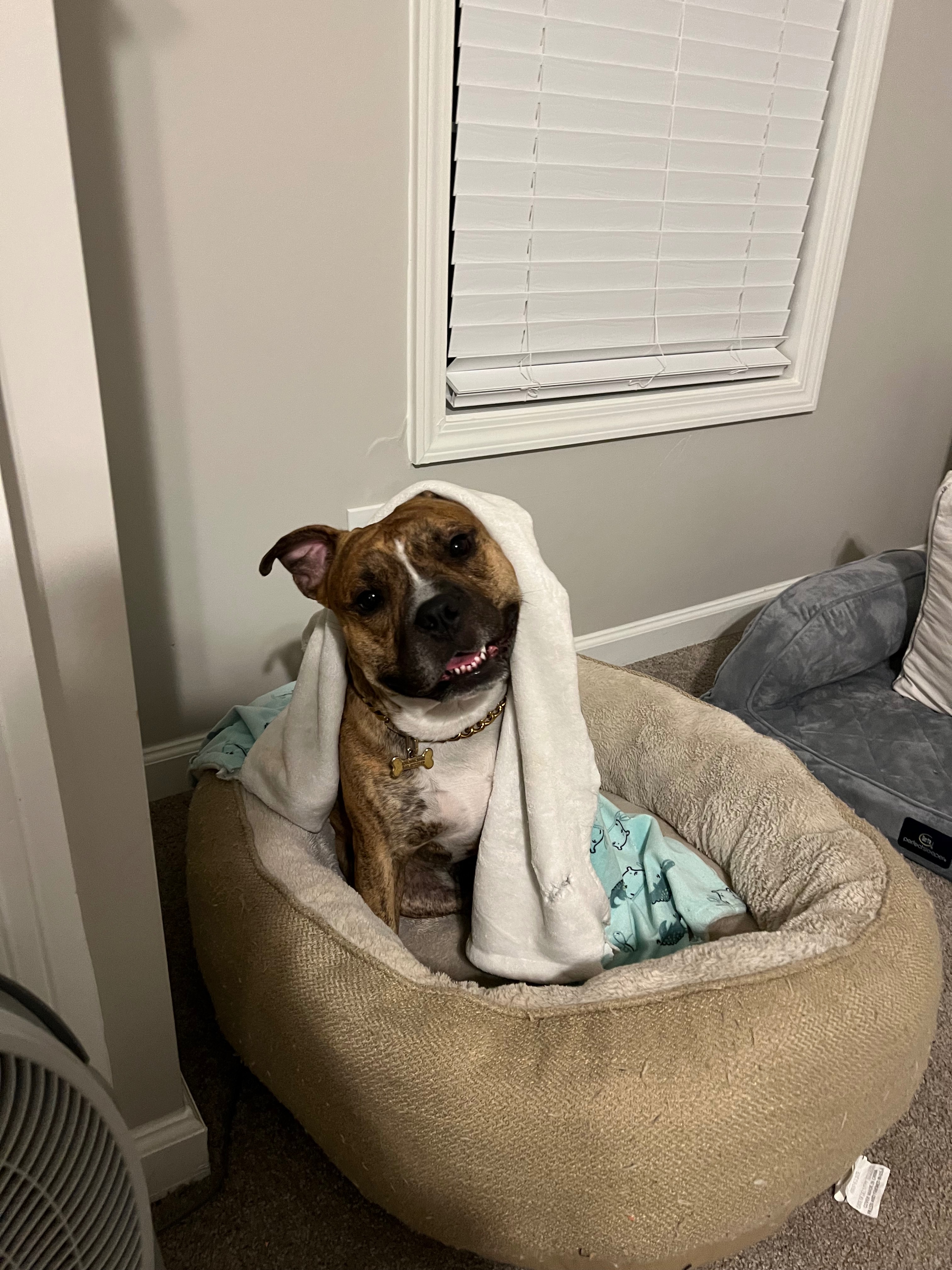 Help Yeezy walk pain free again-MPL Surgery campaign photo, 5 of 8