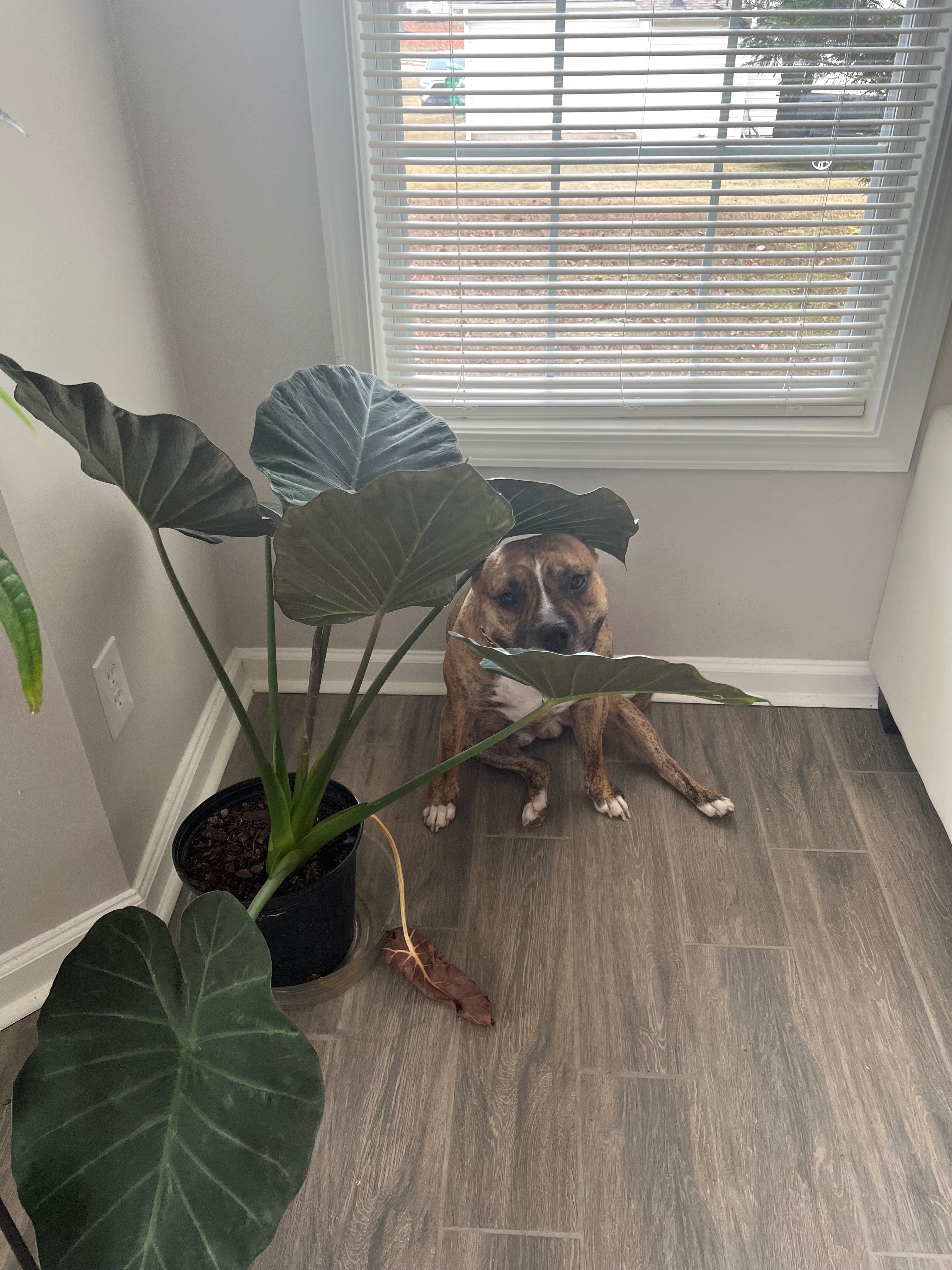 Help Yeezy walk pain free again-MPL Surgery campaign photo, 4 of 8