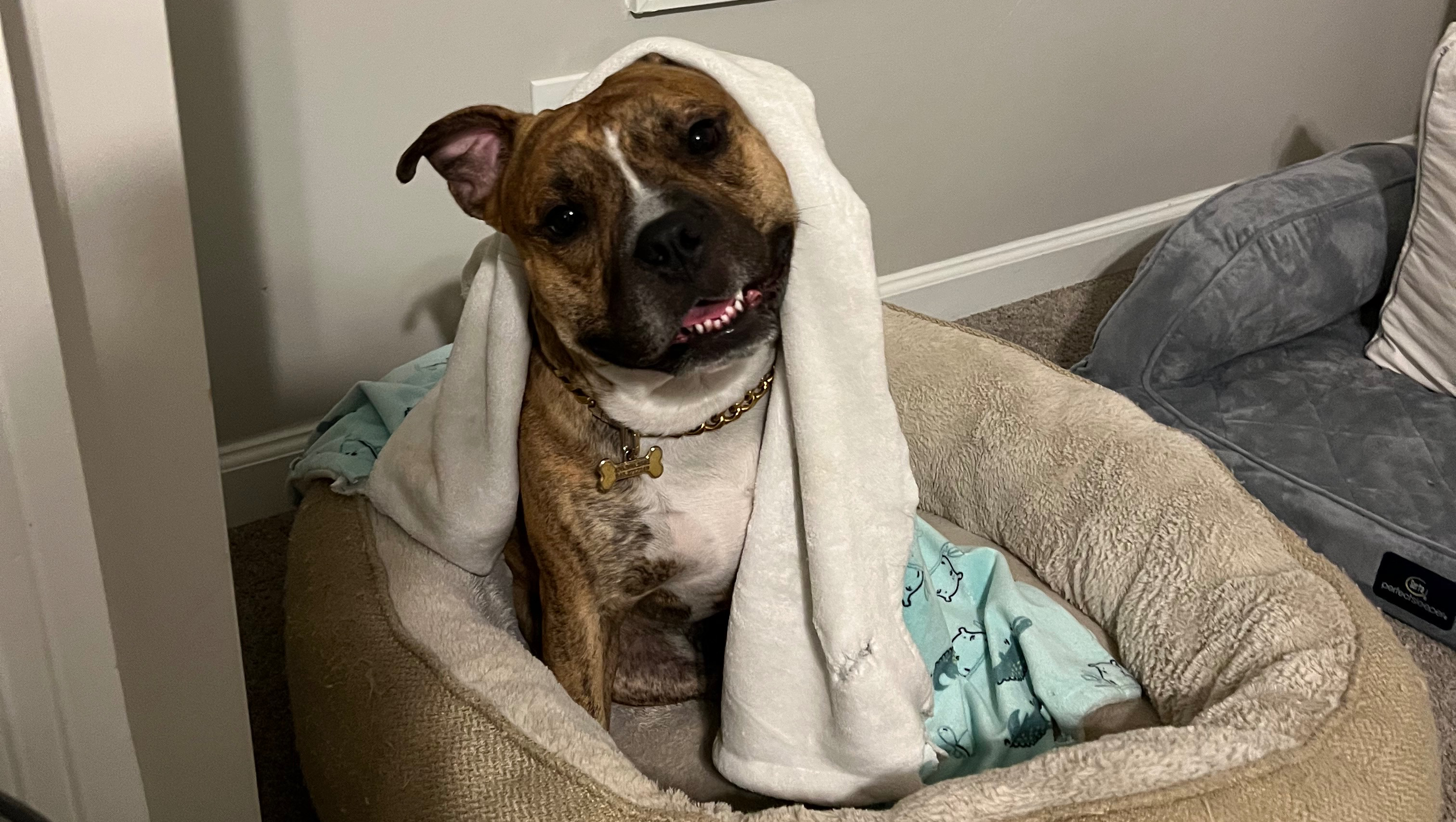 Help Yeezy walk pain free again-MPL Surgery photo