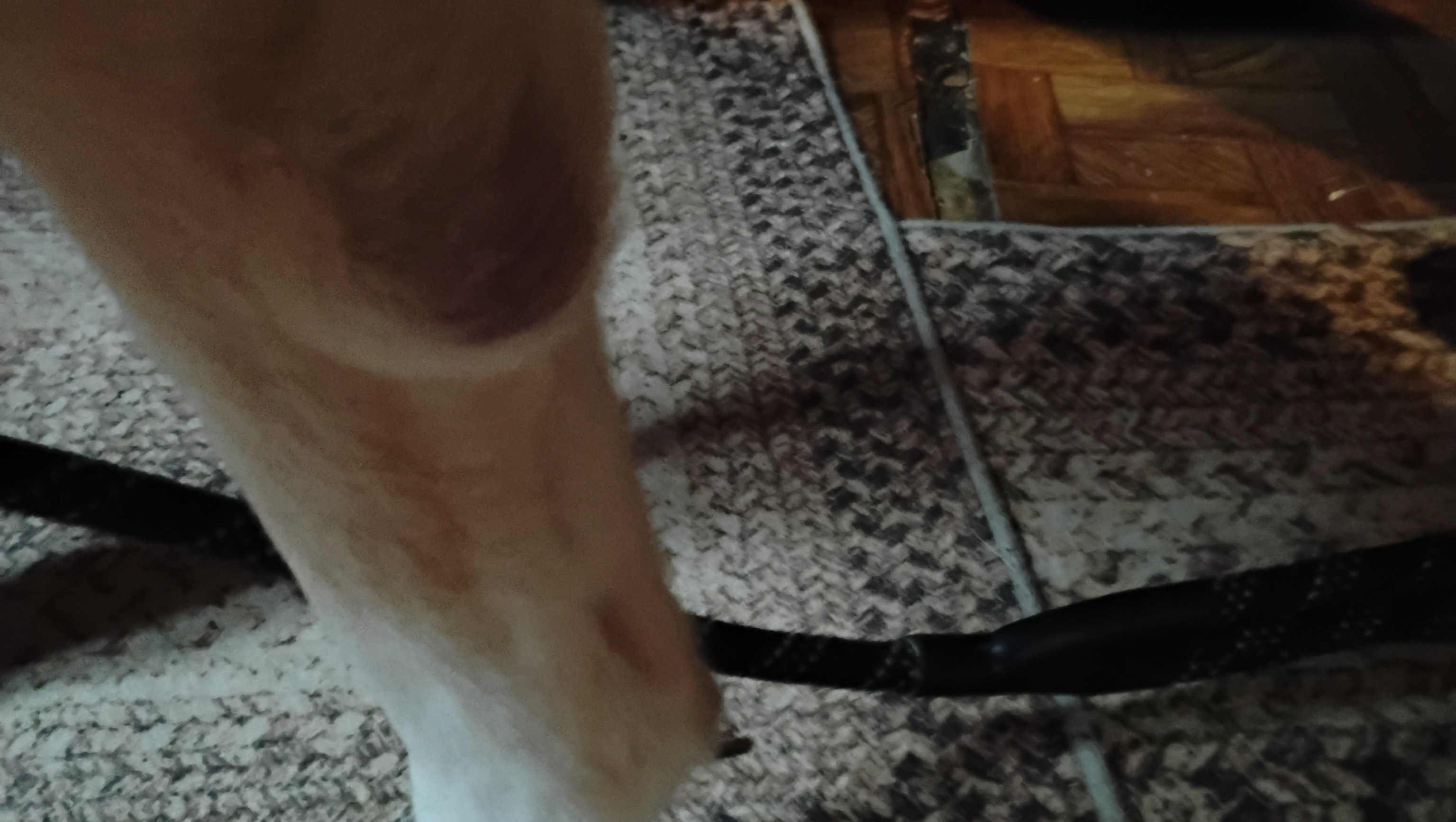 Urgent Surgery for My Dog's Tumor photo