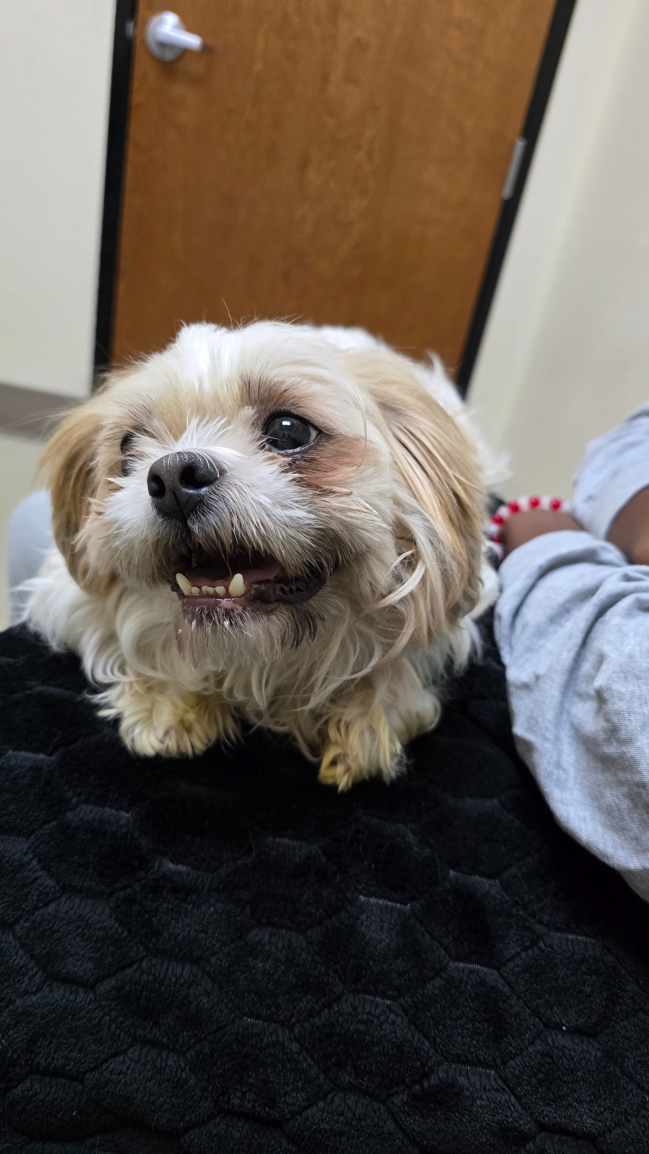 Help Archie Fight IMHA — Give His Medicine Time to Work!! campaign photo, 2 of 8