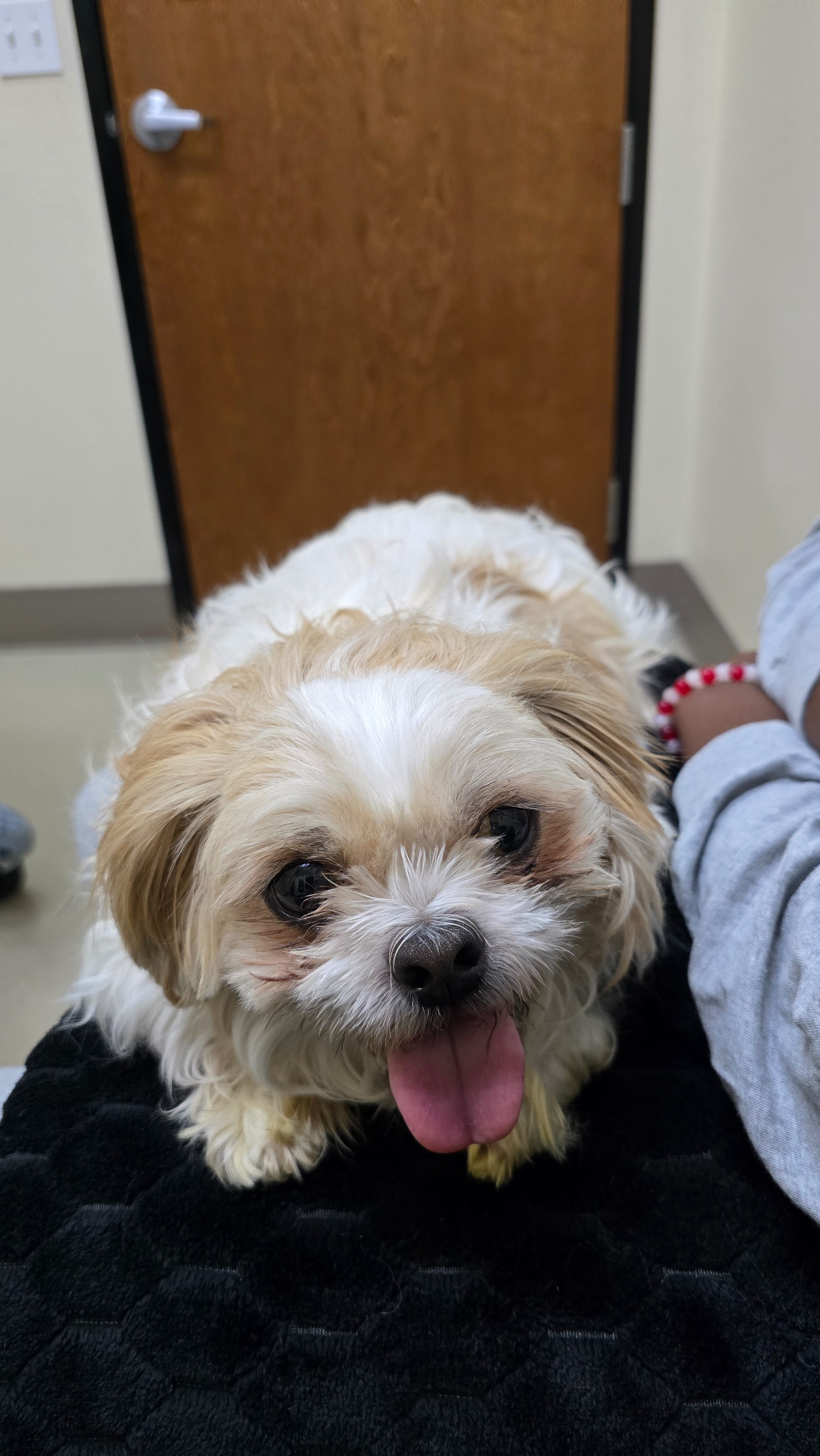 Help Archie Fight IMHA — Give His Medicine Time to Work!! campaign photo, 4 of 8