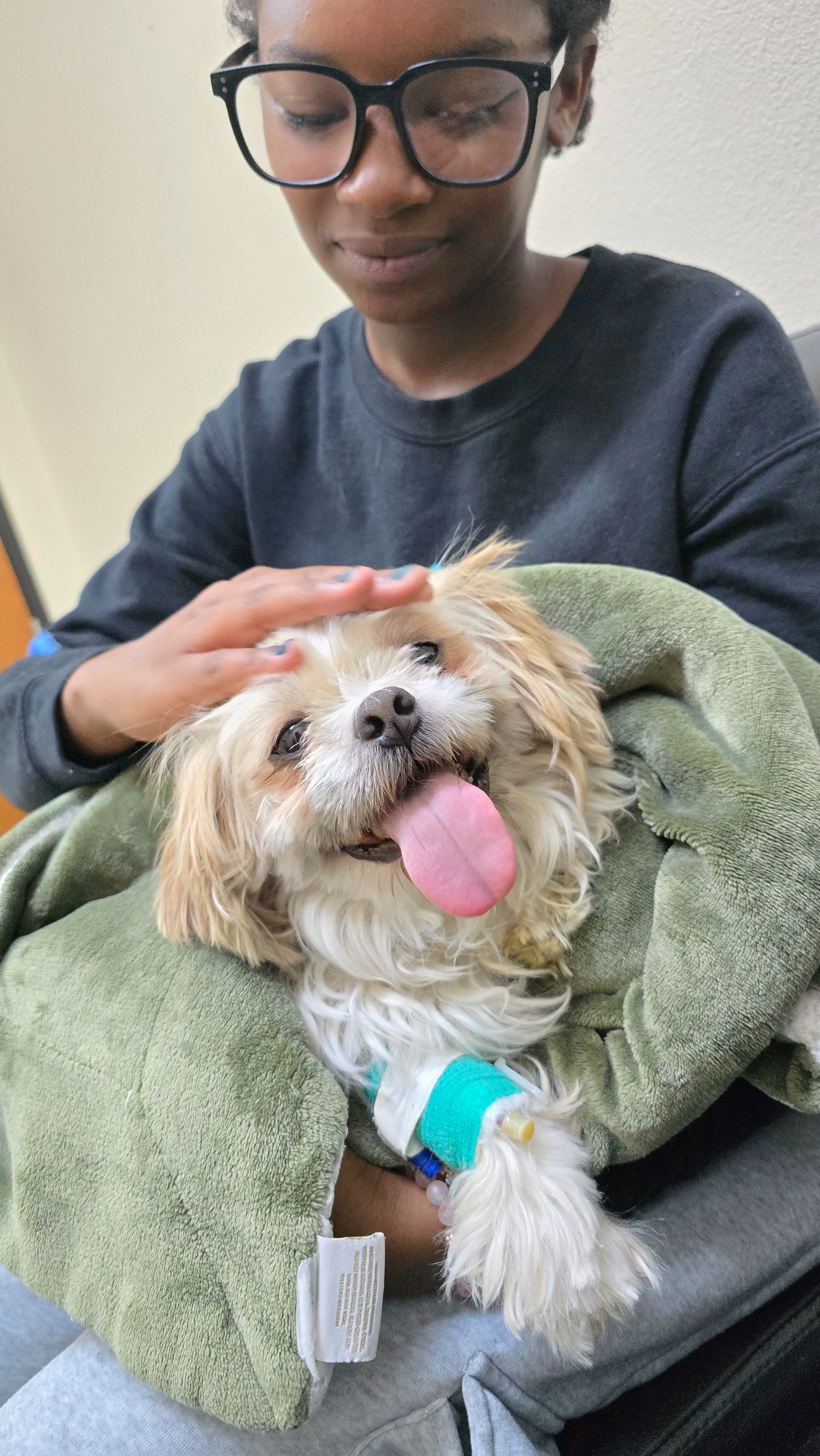 Help Archie Fight IMHA — Give His Medicine Time to Work!! campaign photo, 5 of 8