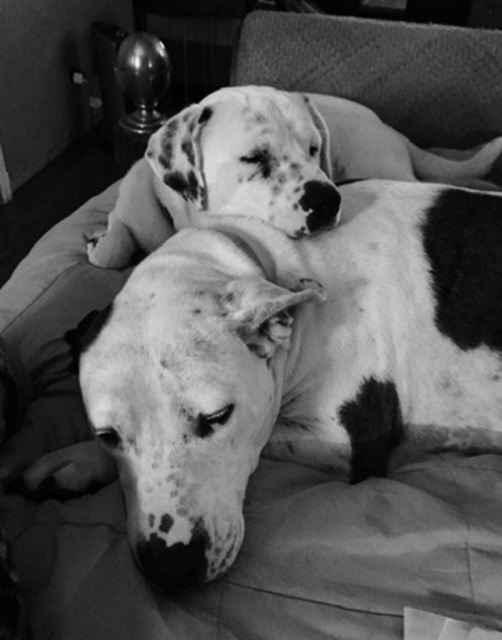 My Birthday Wish: Helping Animals in Honor of Charlie campaign photo, 6 of 7