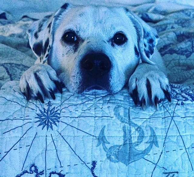 My Birthday Wish: Helping Animals in Honor of Charlie campaign photo, 2 of 7