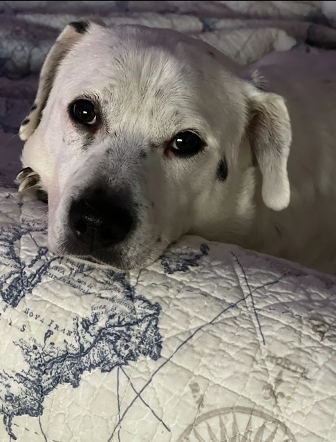 My Birthday Wish: Helping Animals in Honor of Charlie campaign photo, 5 of 7