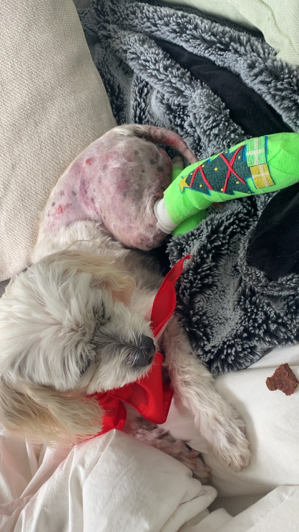 Bowie’s emergency vet bills campaign photo, 2 of 4