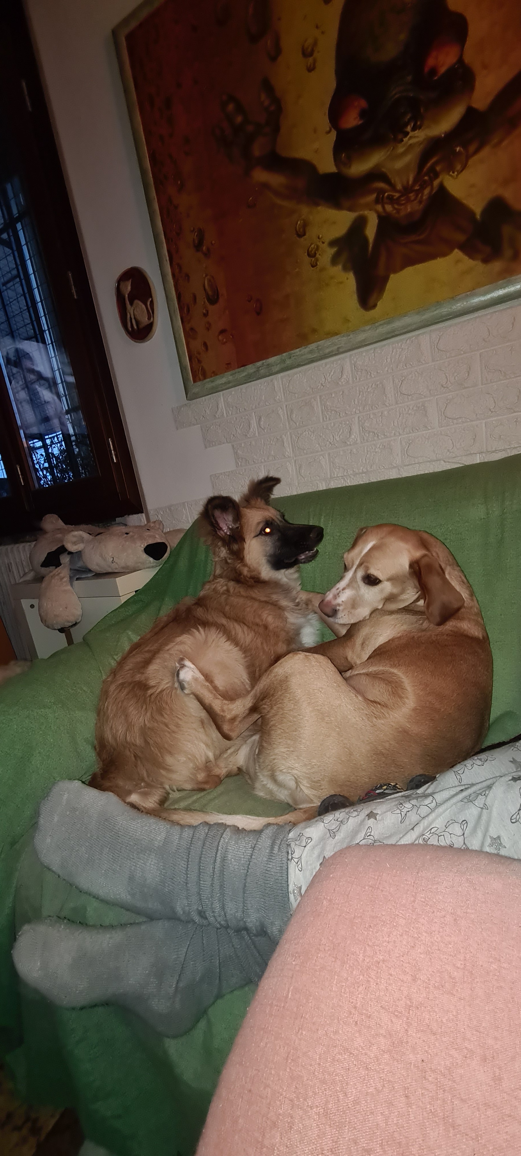 GATTI E CANI DISASTRATI campaign photo, 5 of 6