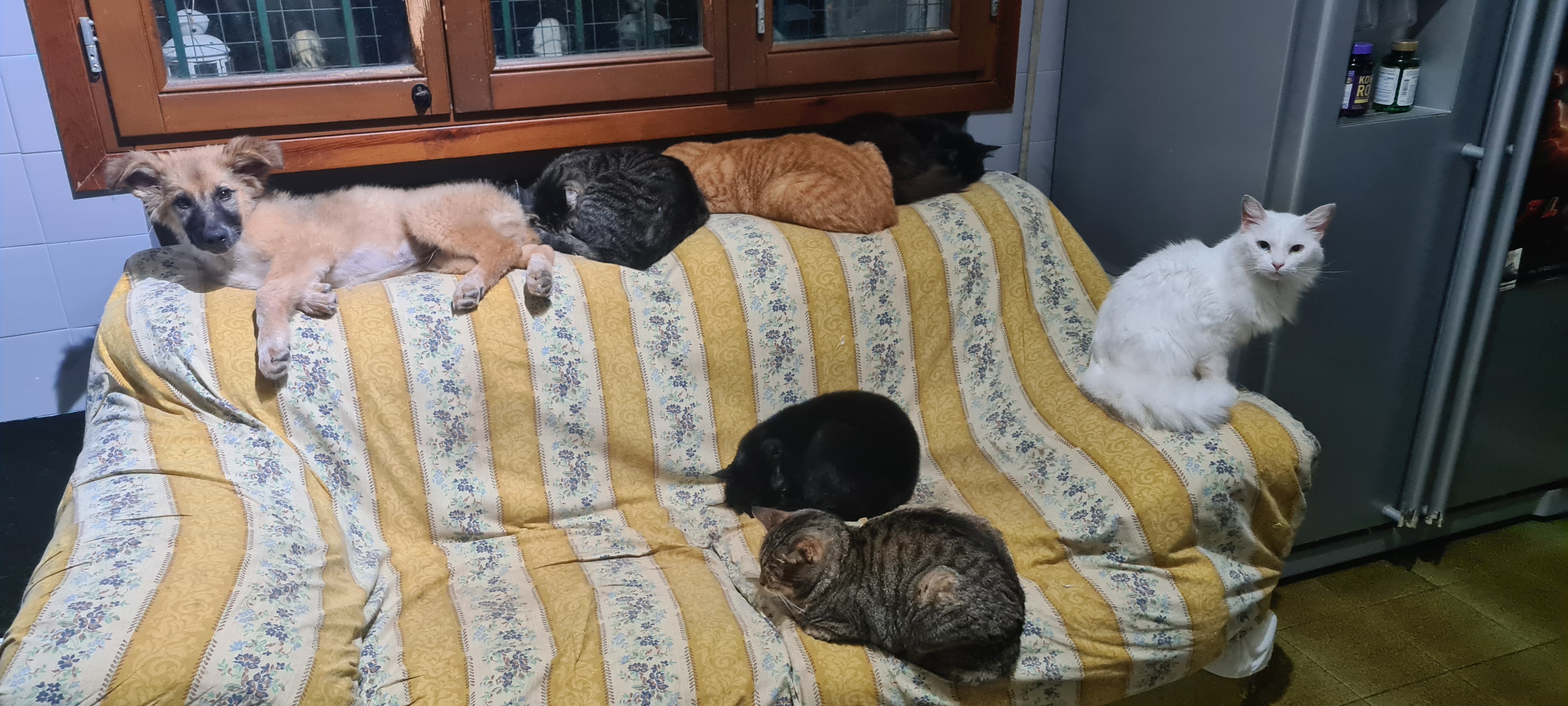 GATTI E CANI DISASTRATI campaign photo, 2 of 6