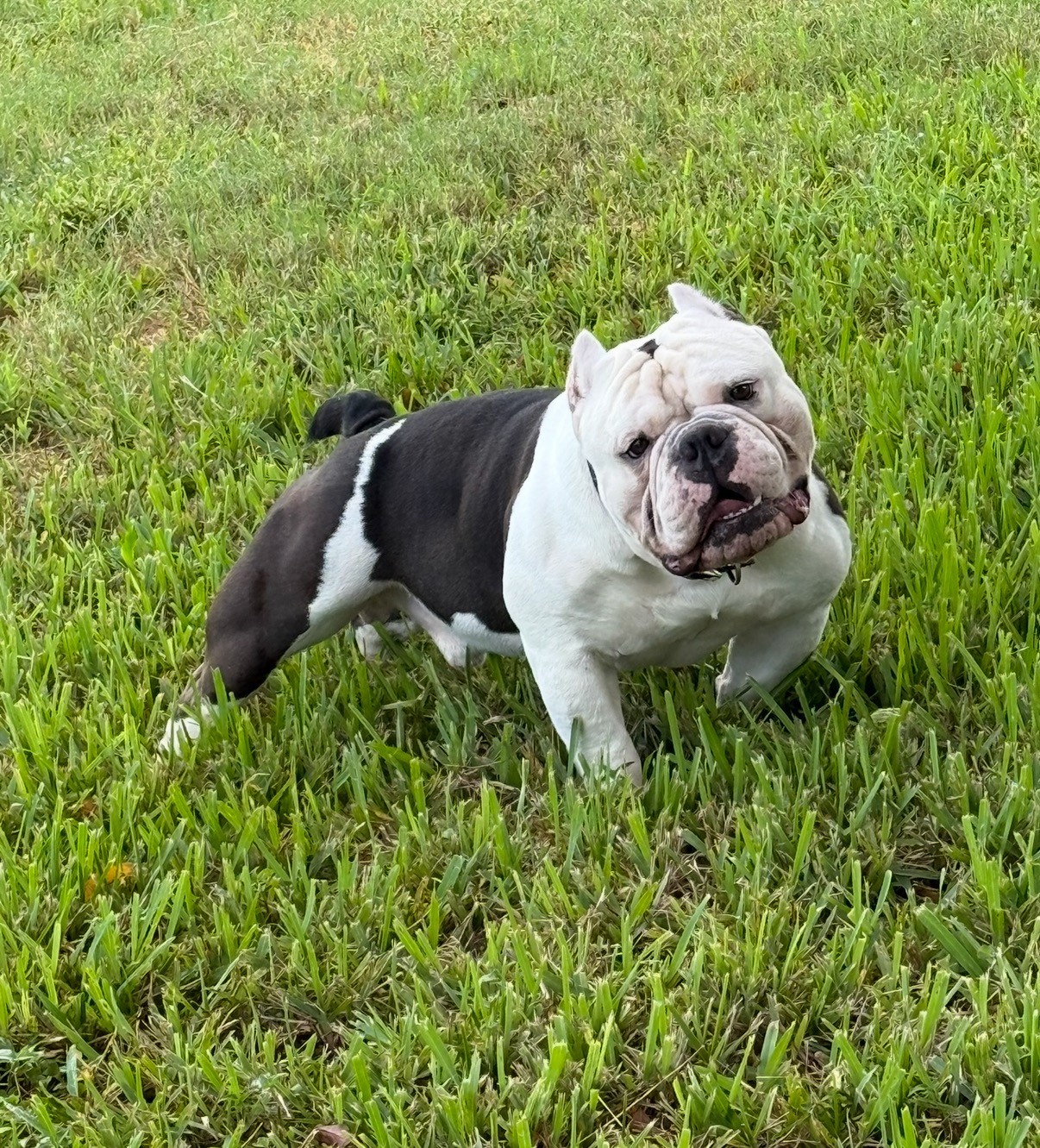 Help Draco Get the Surgery He Needs to Breathe and Thrive campaign photo, 5 of 8