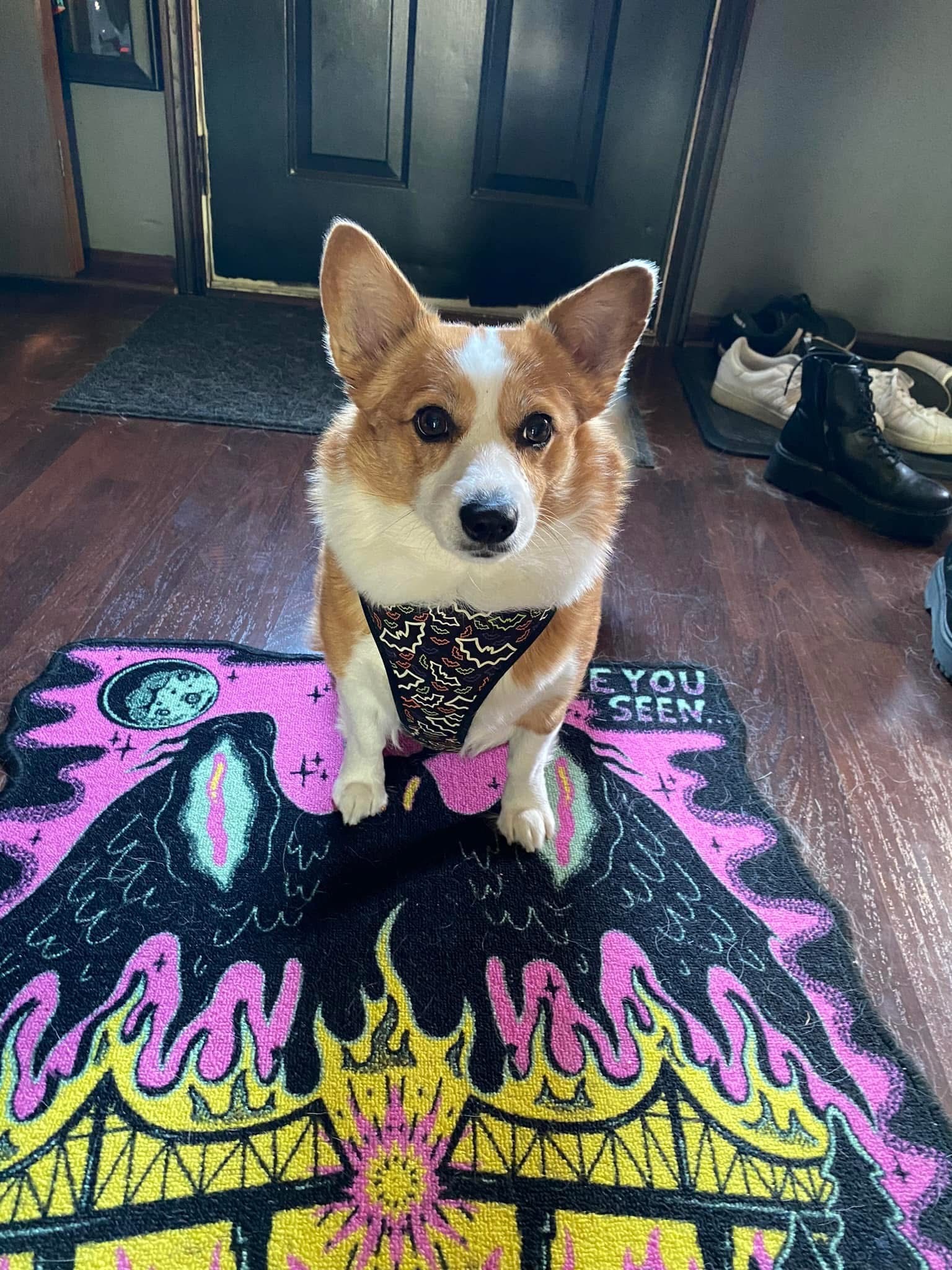 Help Ash Walk Again After Sudden Injury campaign photo, 2 of 6