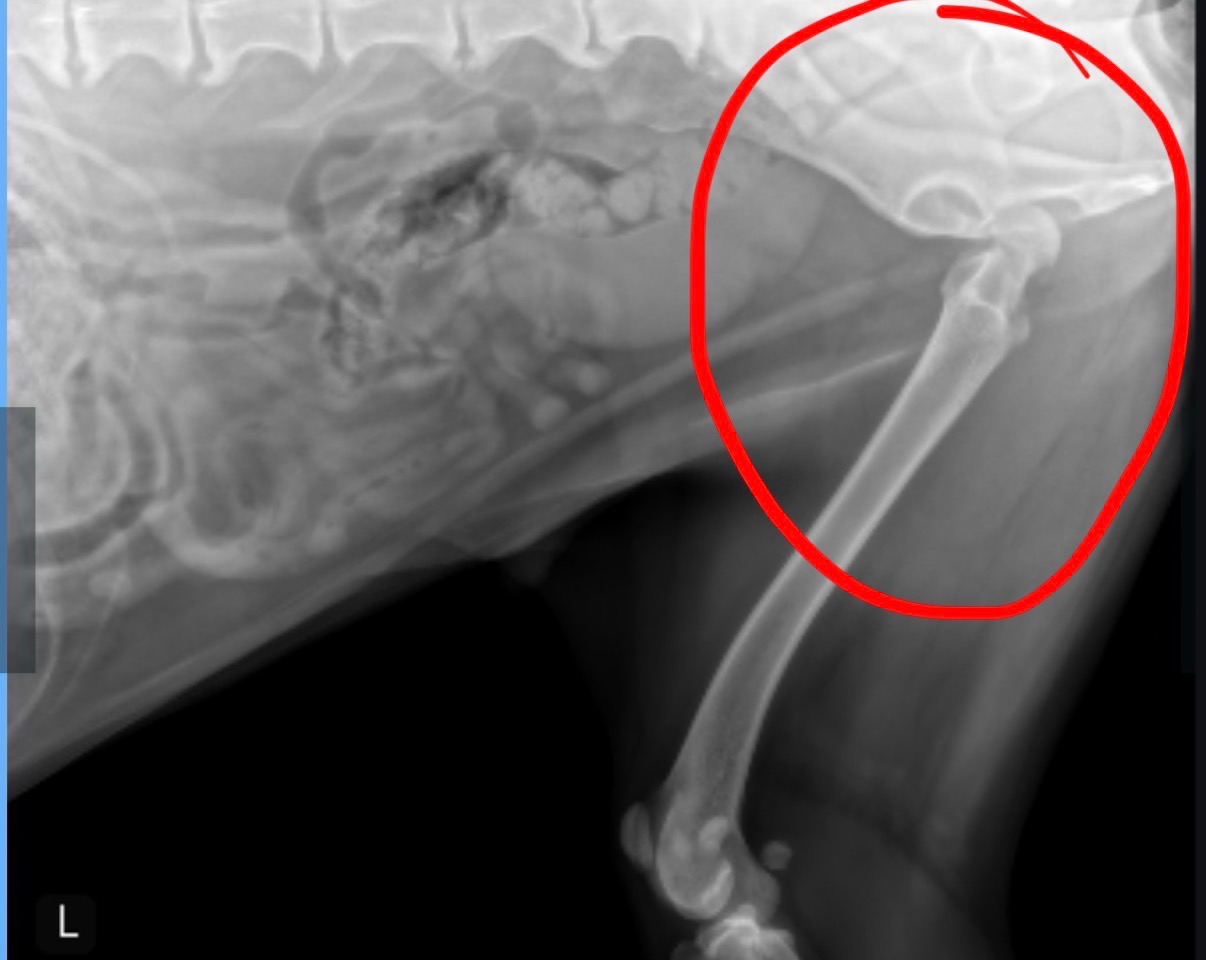 Healing Journey’s Leg: Surgery Fundraiser campaign photo, 2 of 6