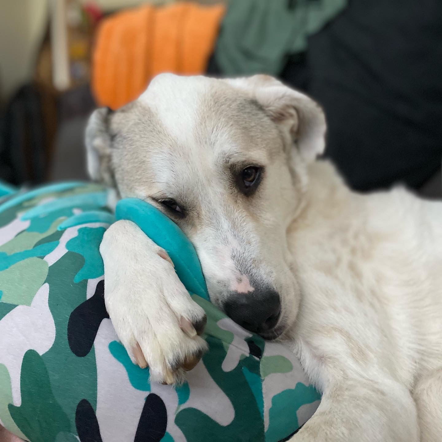 Healing Journey’s Leg: Surgery Fundraiser campaign photo, 5 of 6