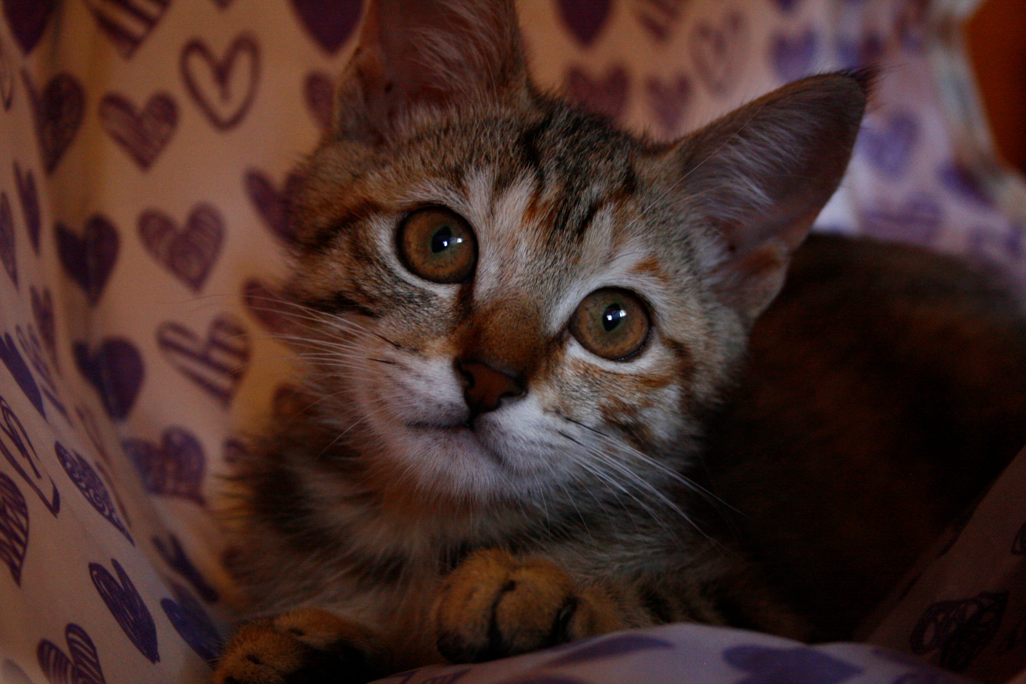 Help Power to get her surgery campaign photo, 6 of 7